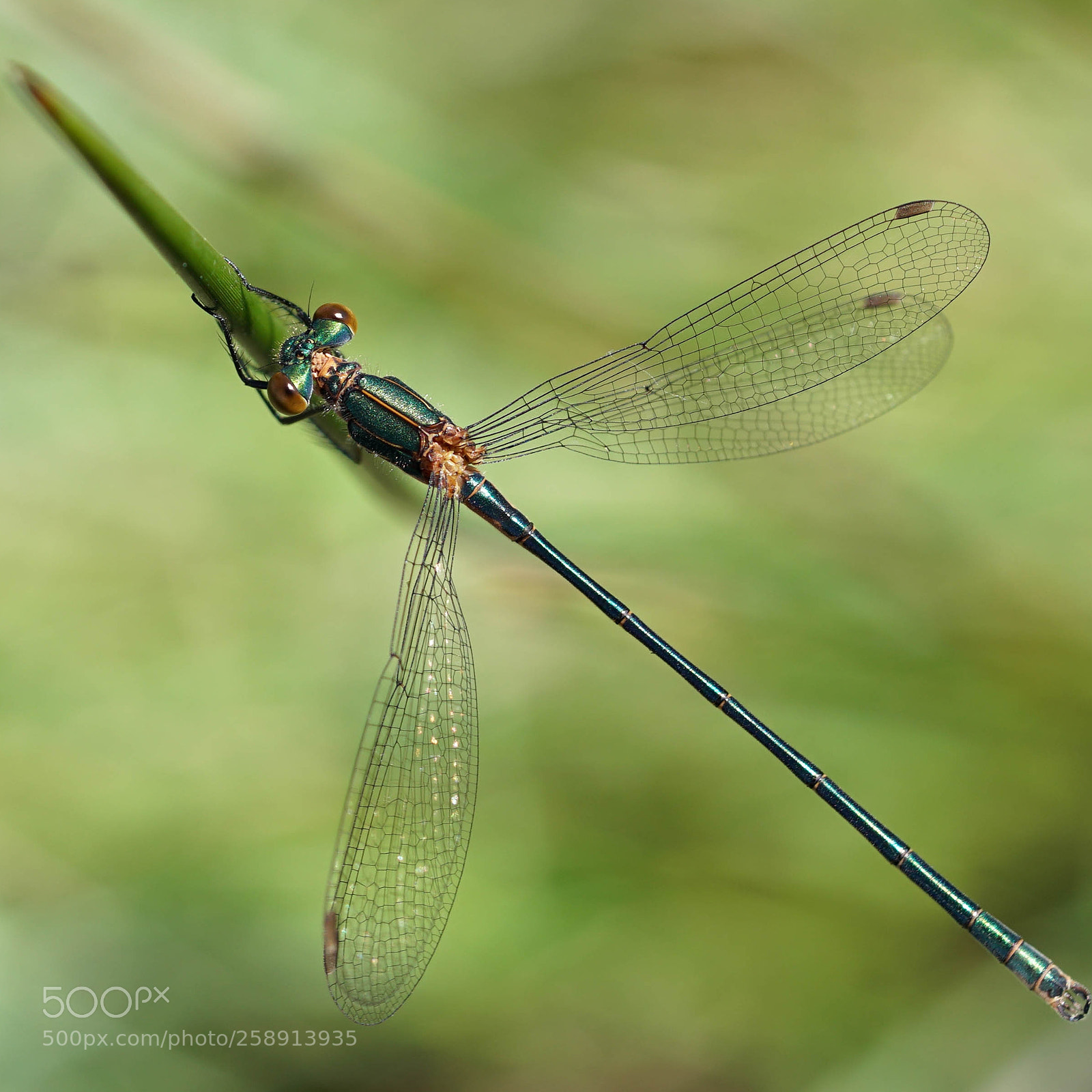 Sony a6500 sample photo. Dragonfly photography