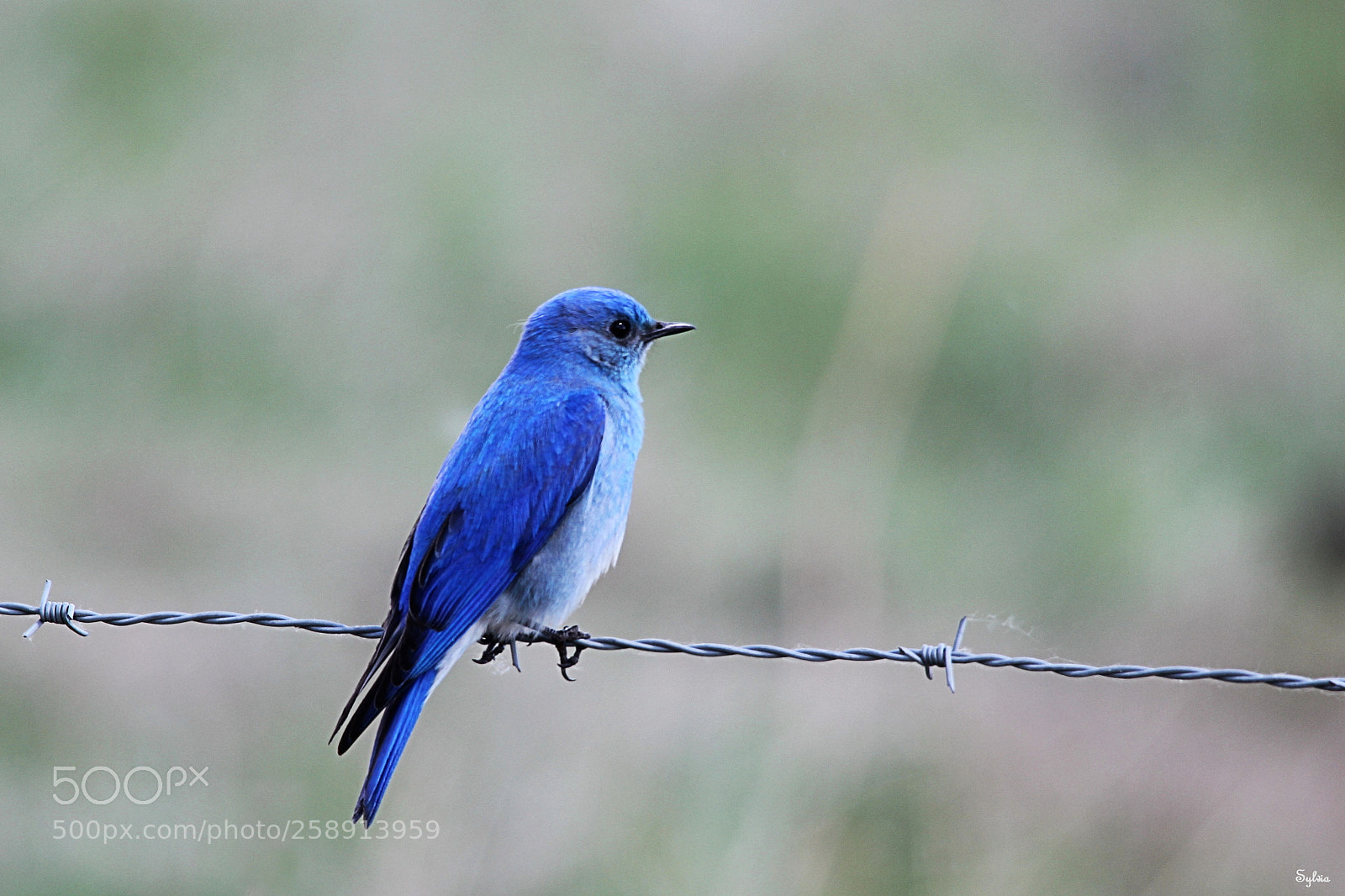 Canon EOS 550D (EOS Rebel T2i / EOS Kiss X4) sample photo. Bluebird photography