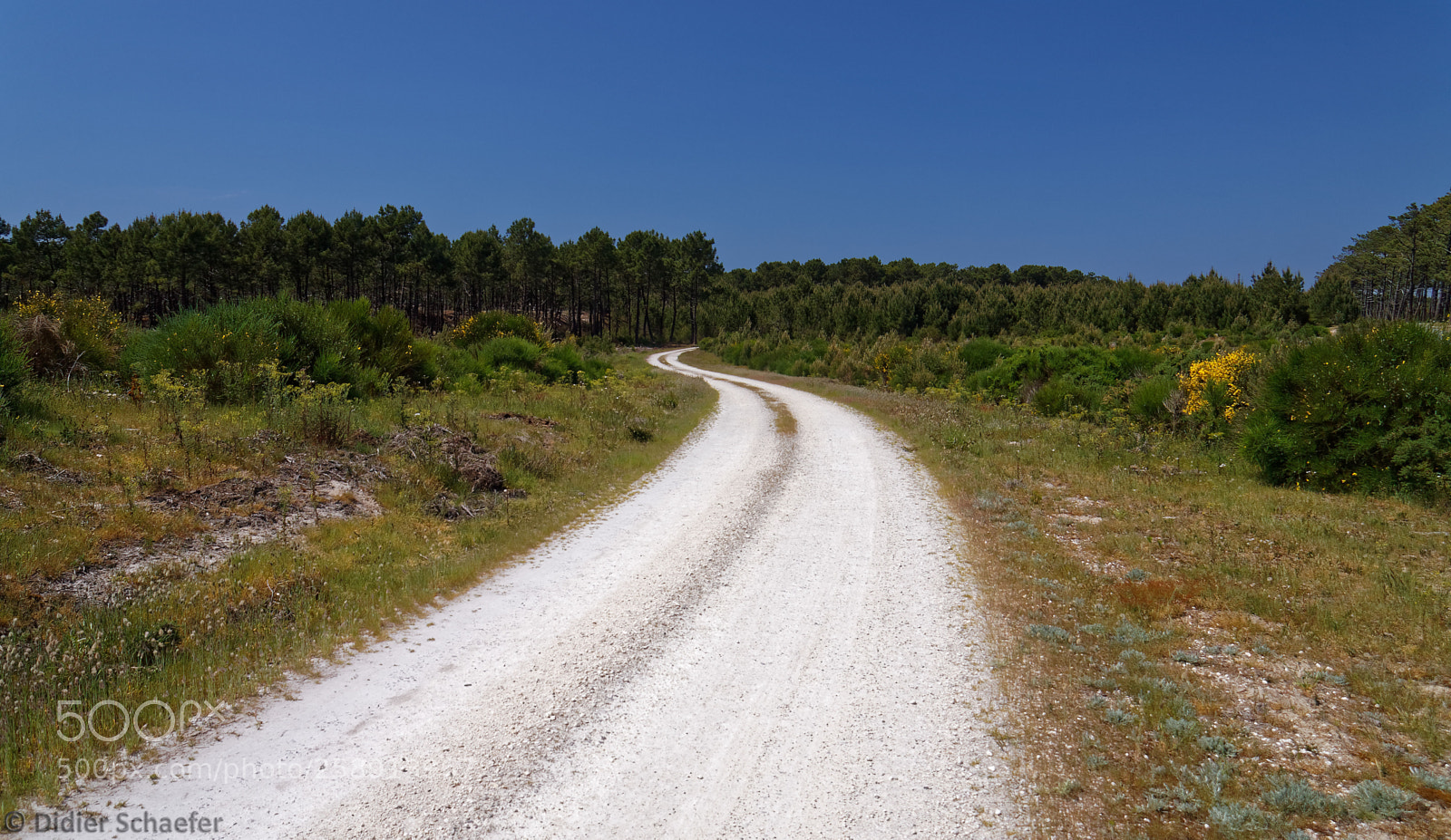 Canon EOS 50D sample photo. Greenish dunes photography