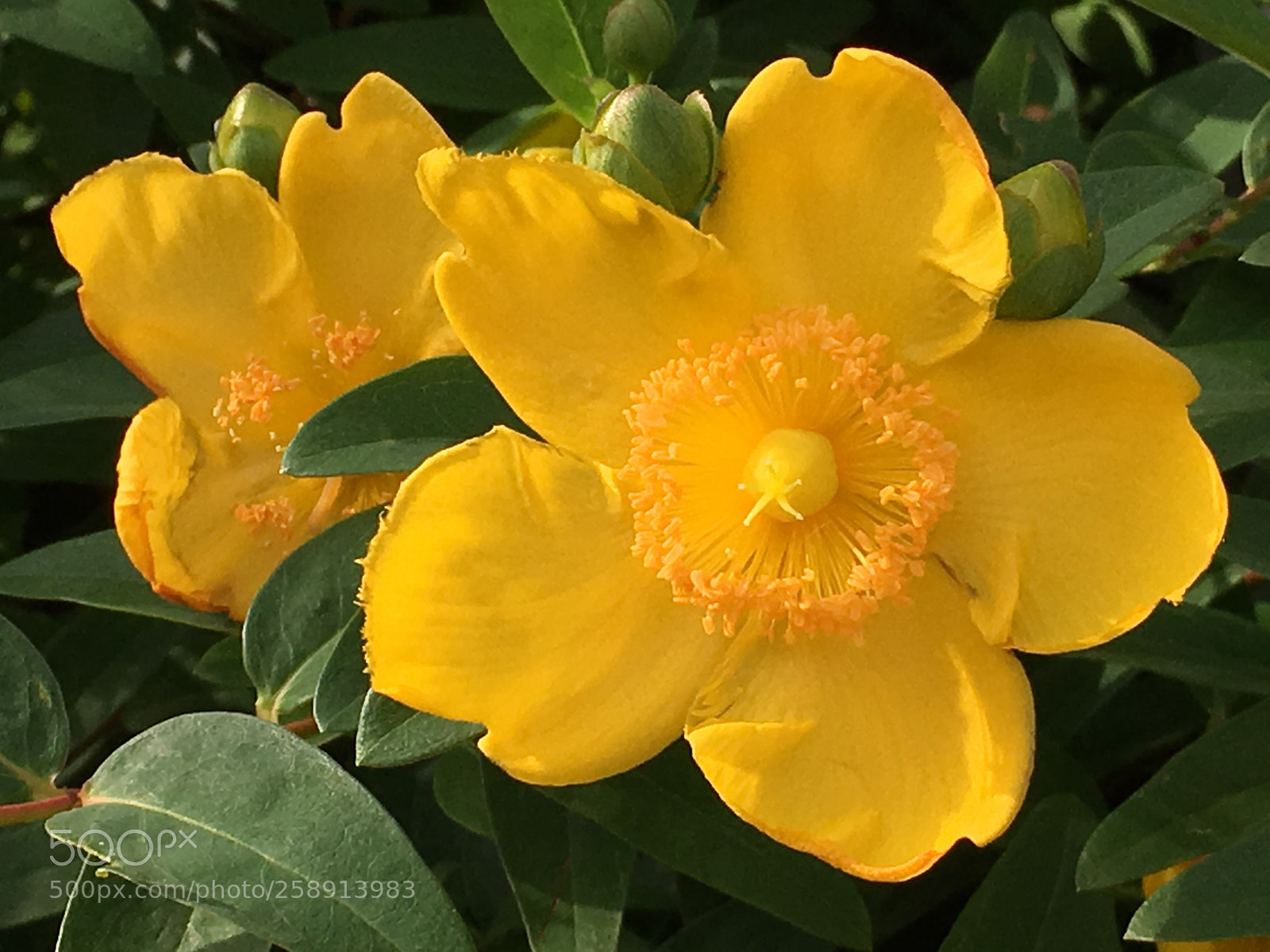 Apple iPhone 6s Plus sample photo. Spring2018 flowers photography