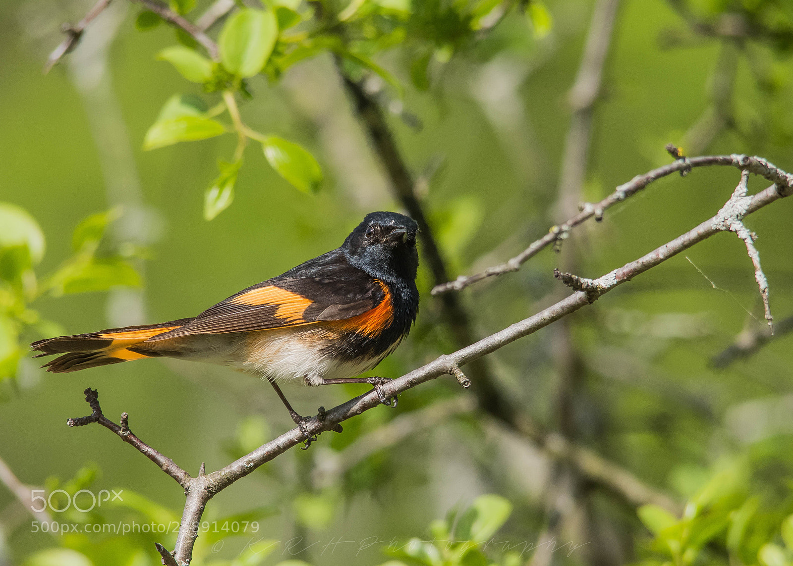 Nikon D7200 sample photo. American red start photography