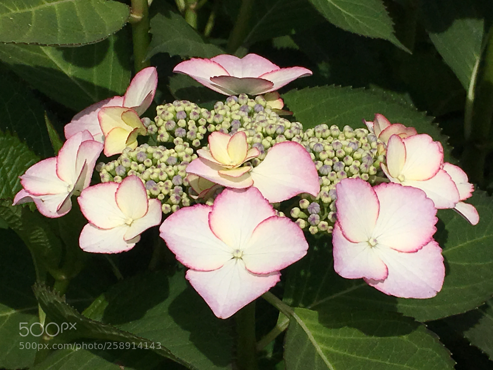 Apple iPhone 6s Plus sample photo. Spring2018 flowers photography