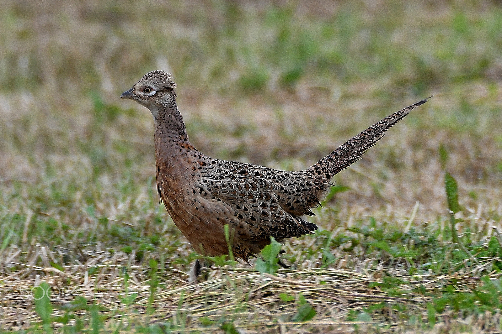 Nikon D500 sample photo. Pheasant (phasianus colchicus) photography