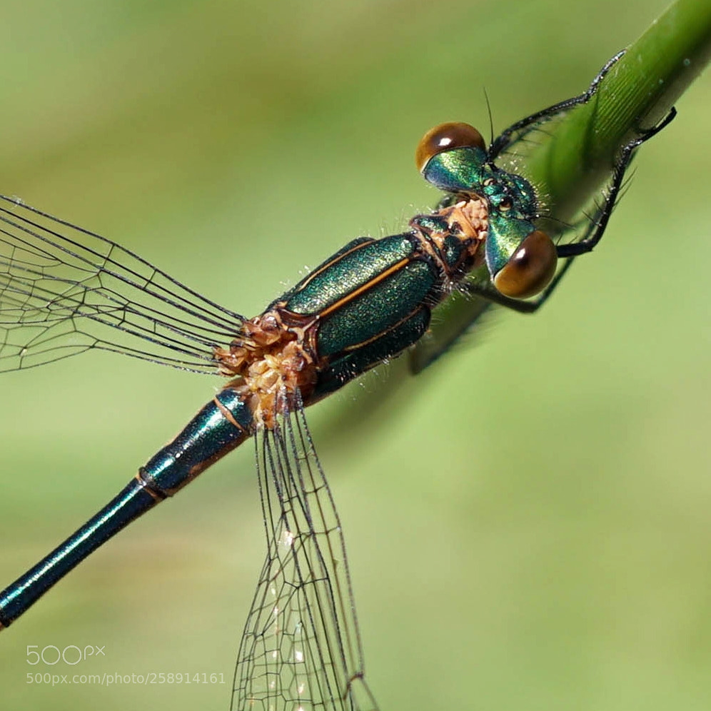 Sony a6500 sample photo. Dragonfly photography