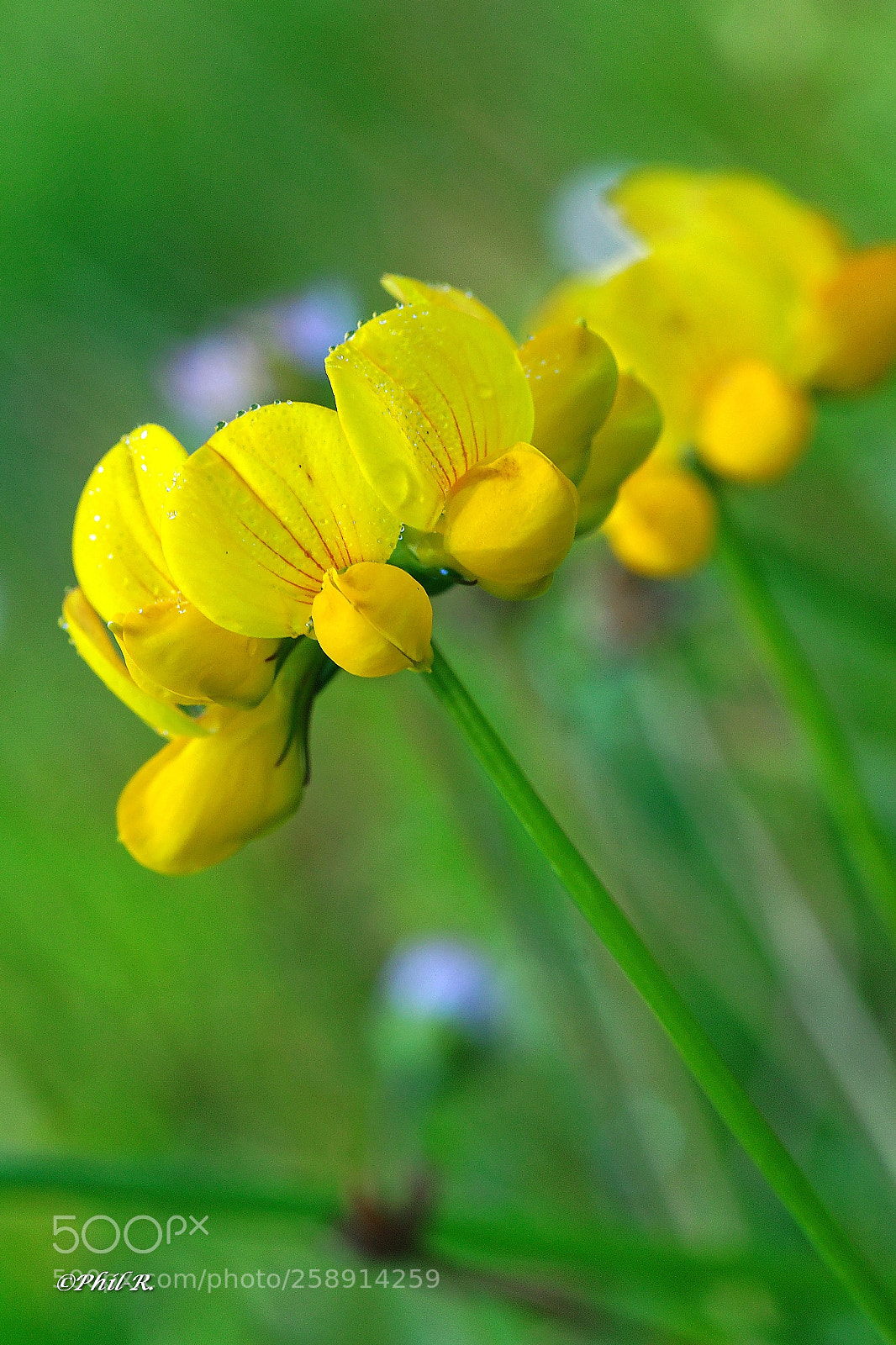 Sony SLT-A68 sample photo. Dxos photography