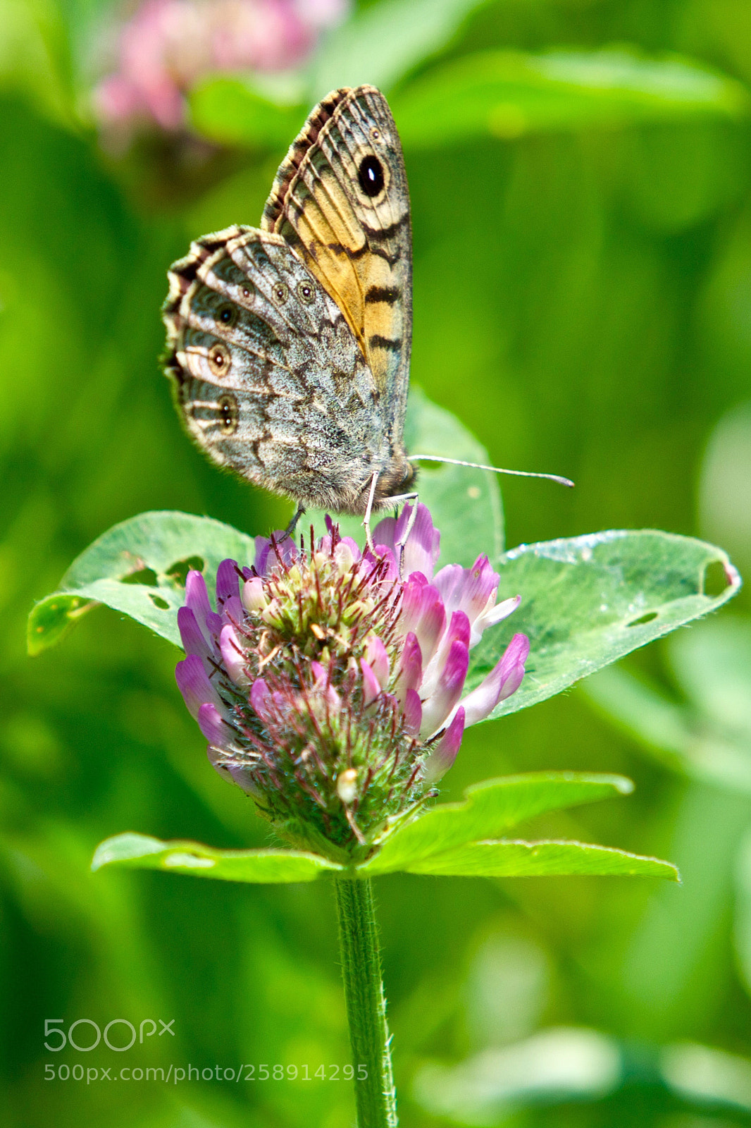 Canon EOS 7D Mark II sample photo. Lasiommata megera - argusvlinder photography