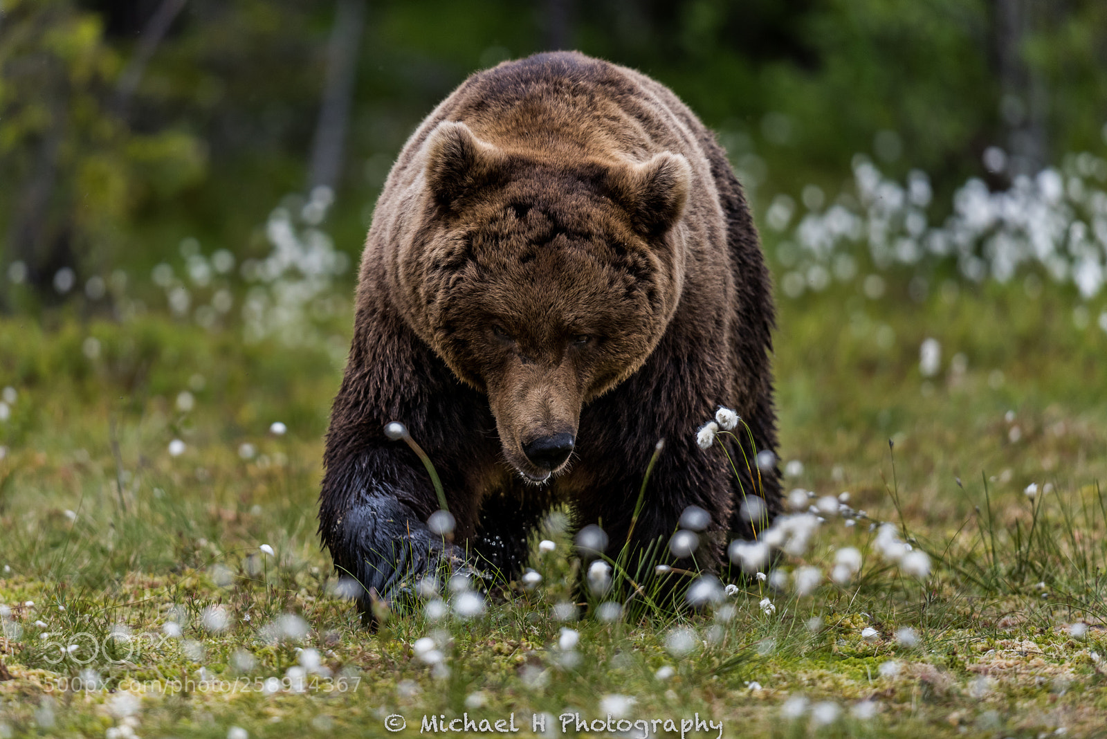 Nikon D810 sample photo. Bear photography