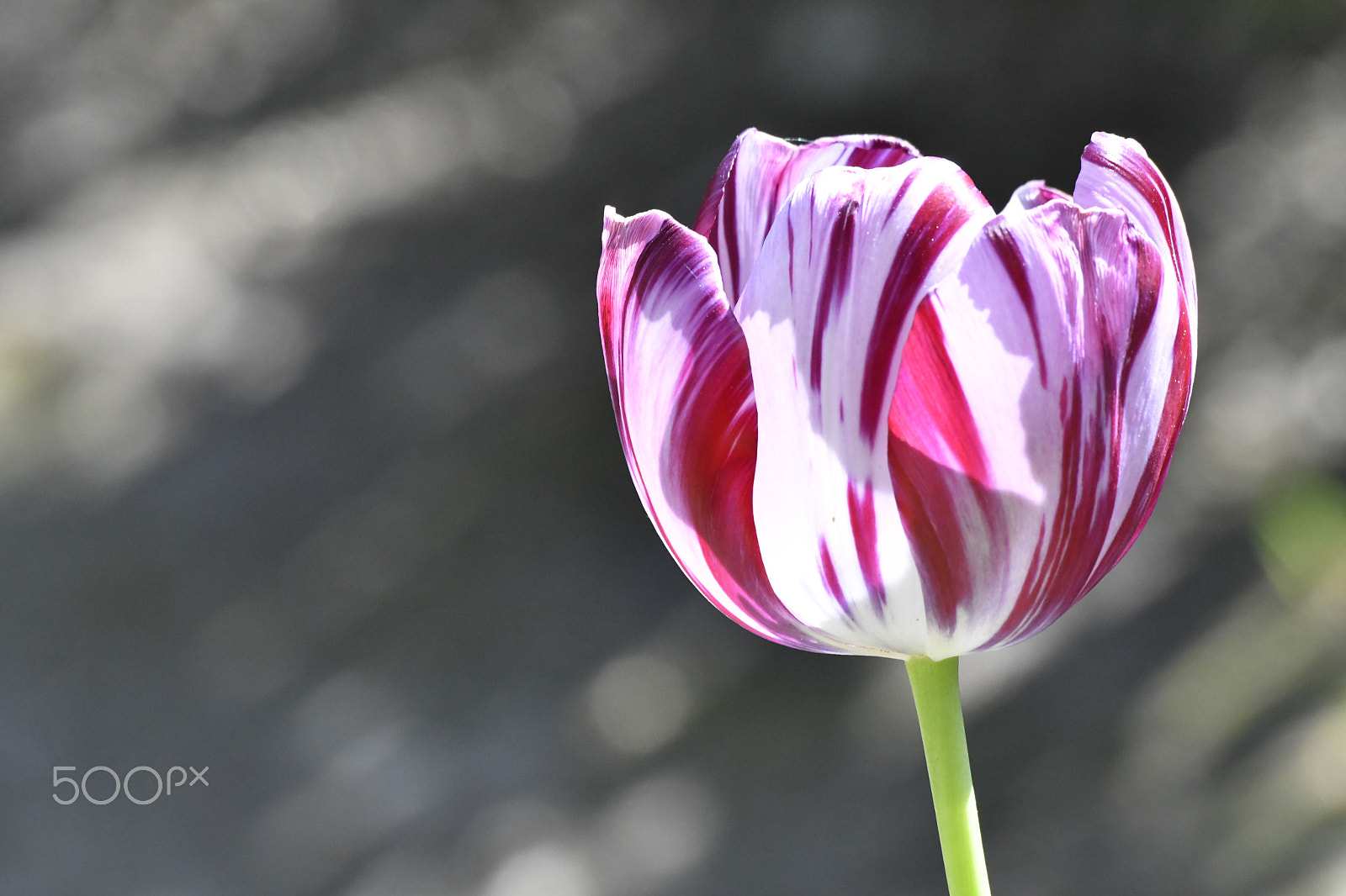 Sigma 70-300mm F4-5.6 APO DG Macro sample photo. Tulipe photography