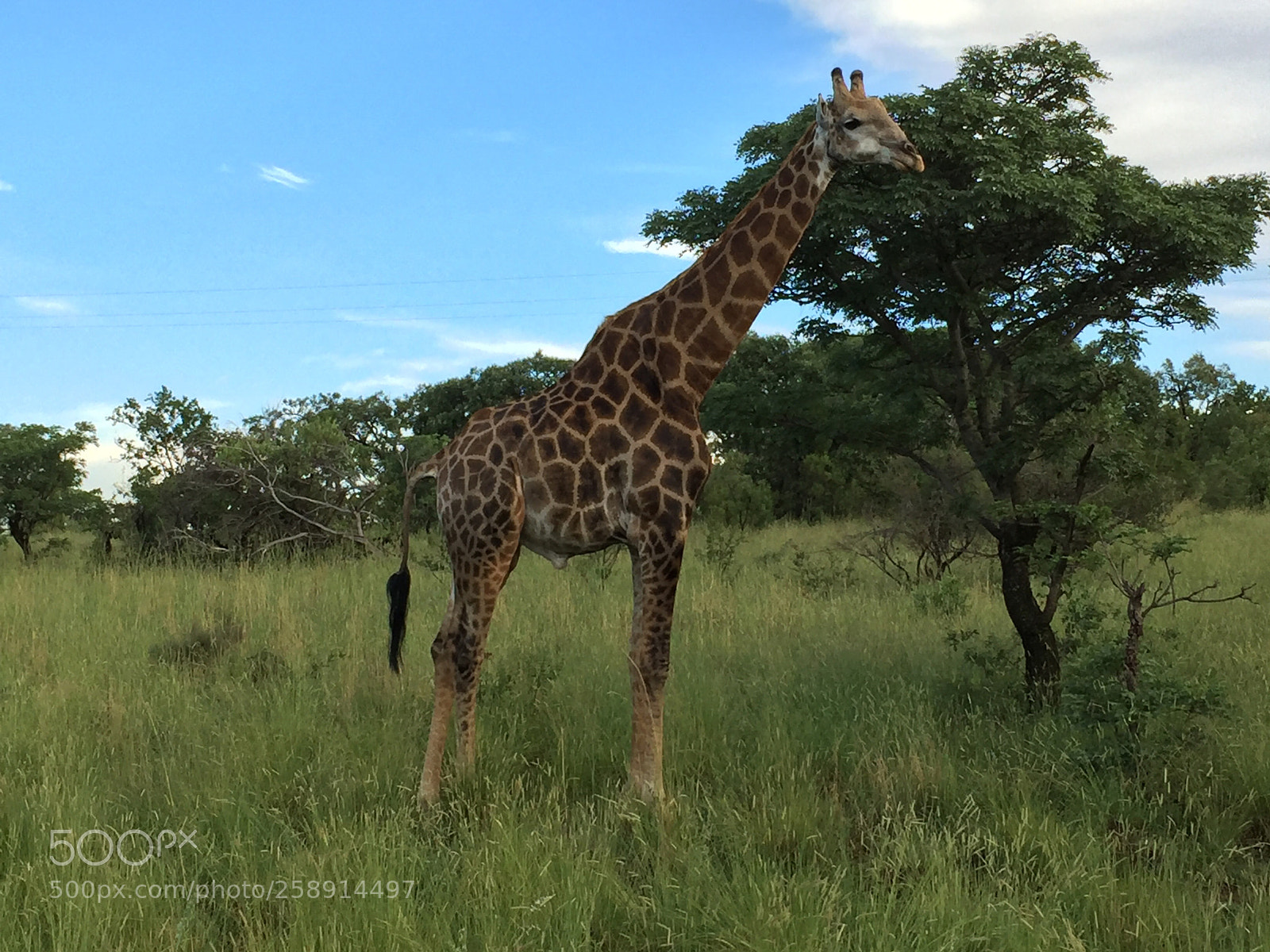 Apple iPhone 6 Plus sample photo. Mabula‘ safari  photography