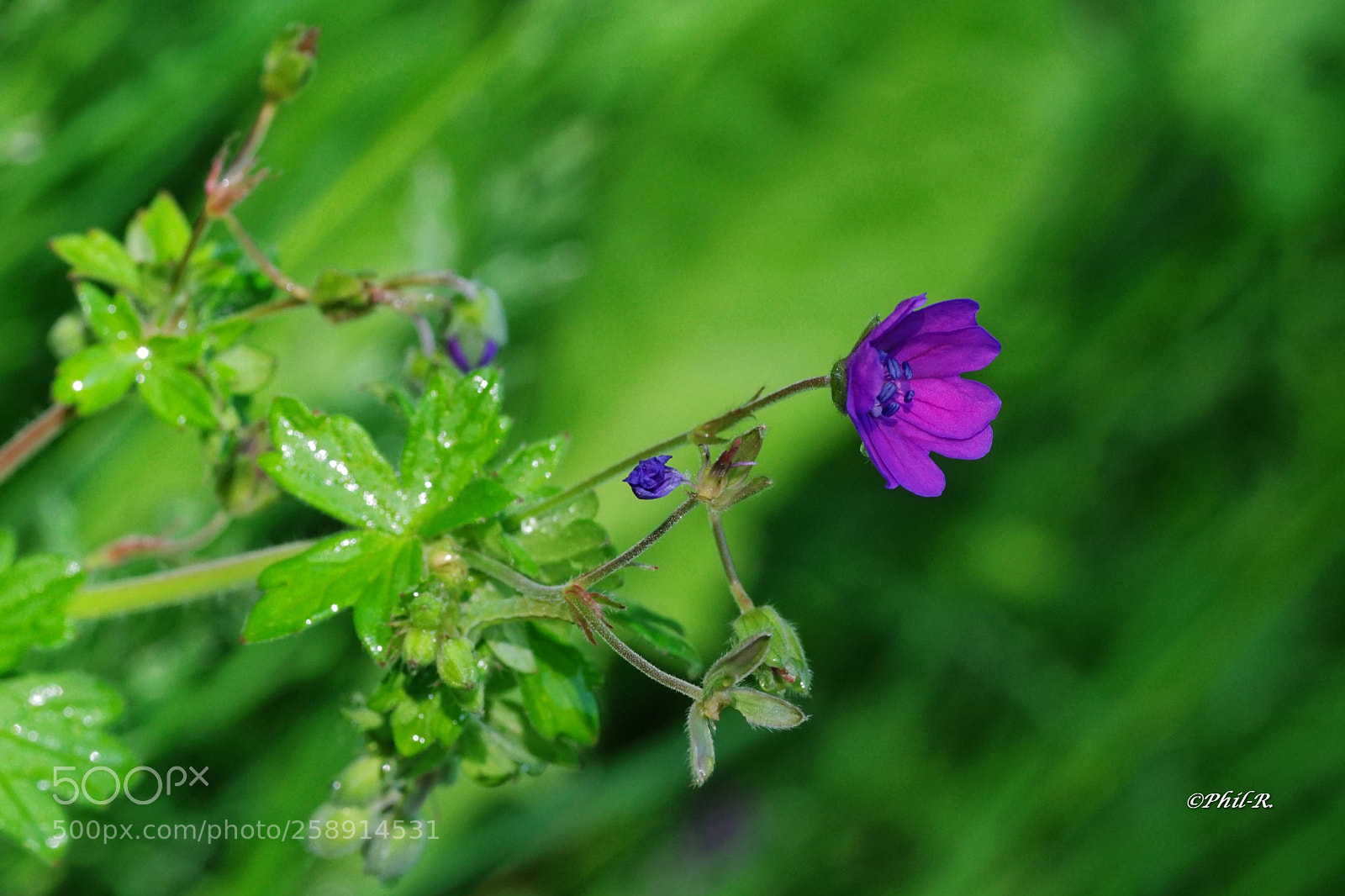 Sony SLT-A68 sample photo. Dxos photography