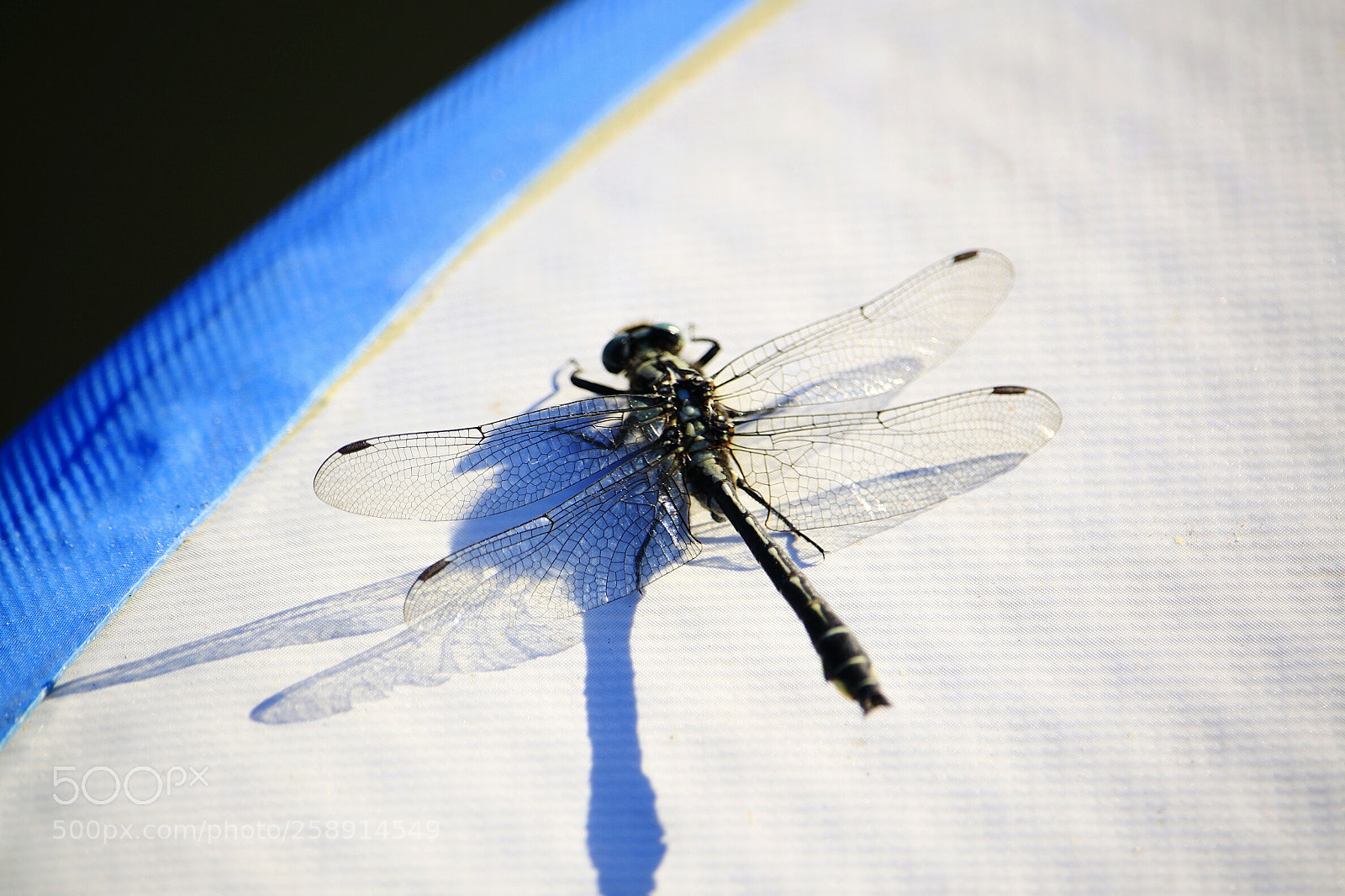 Canon EOS 500D (EOS Rebel T1i / EOS Kiss X3) sample photo. Dragonfly photography