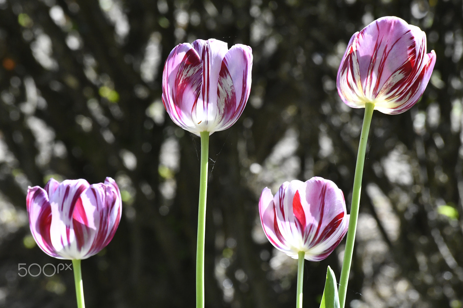 Nikon D500 + Sigma 70-300mm F4-5.6 APO DG Macro sample photo. Tulipes photography