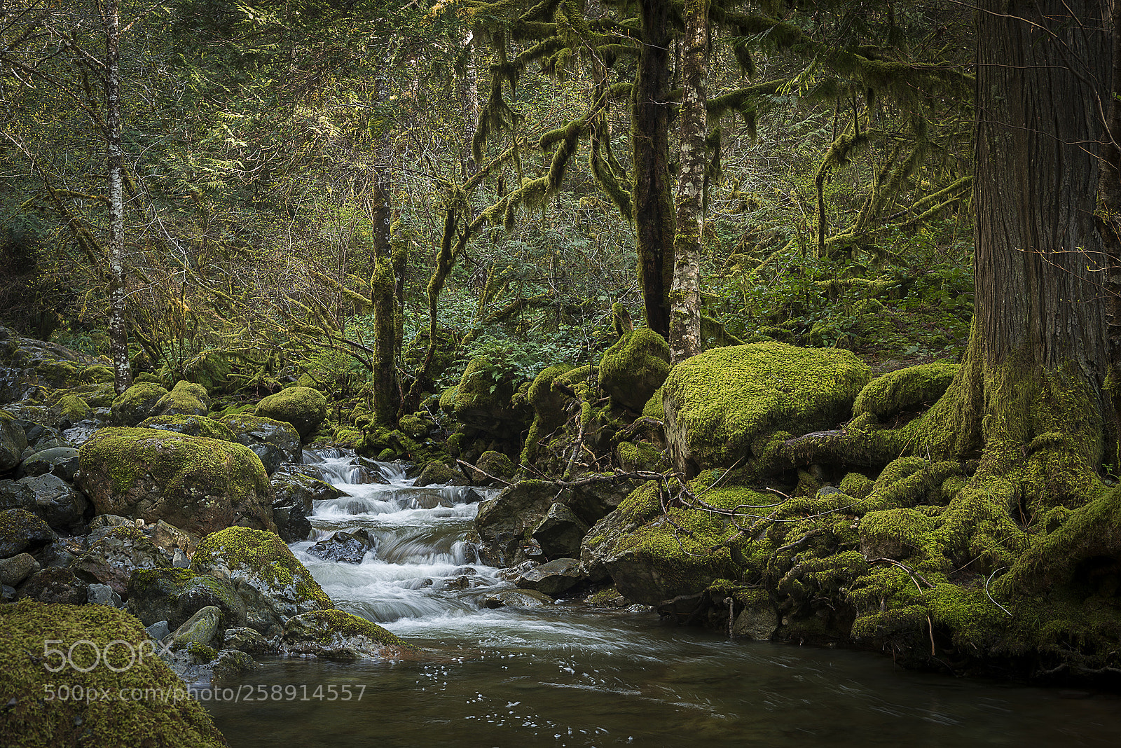 Nikon D610 sample photo. Temperate rainforest stream photography