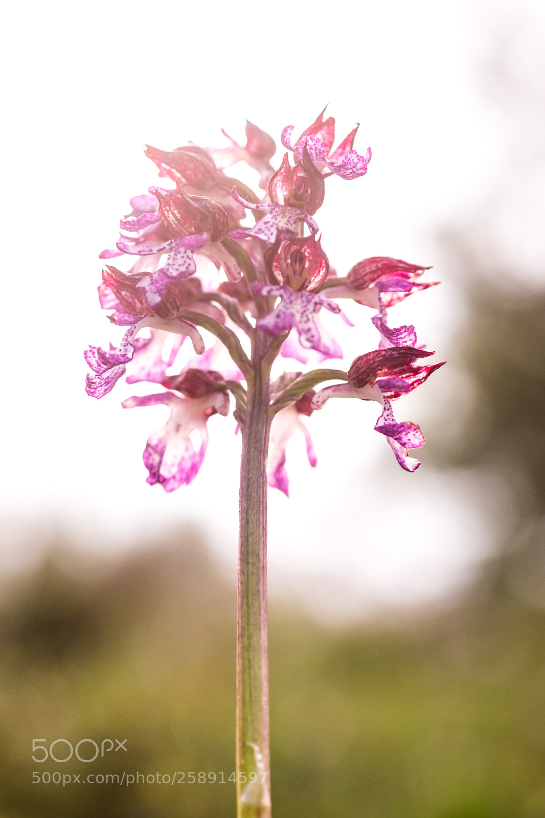 Fujifilm X-T1 sample photo. Orchid photography