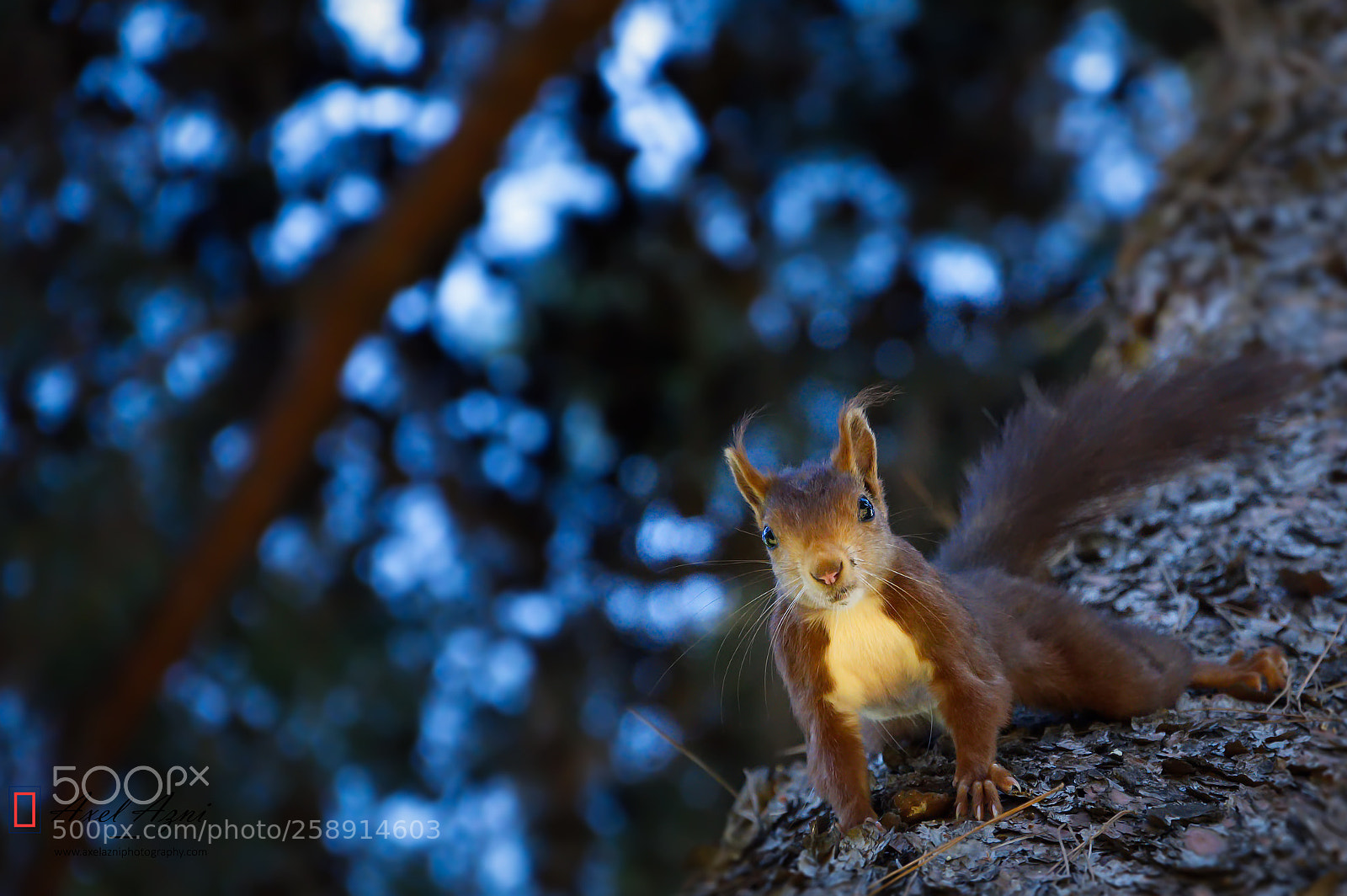 Nikon D7200 sample photo. Curious squirrel photography