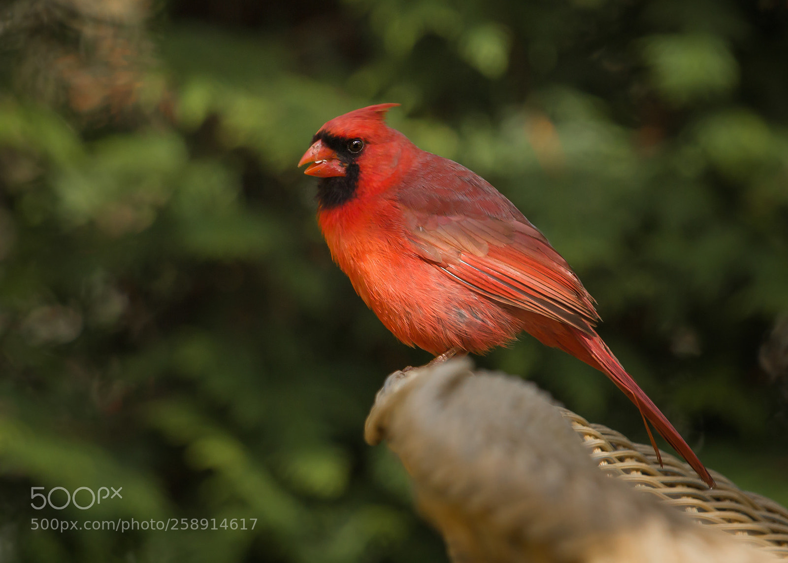 Canon EOS 80D sample photo. Local resident photography