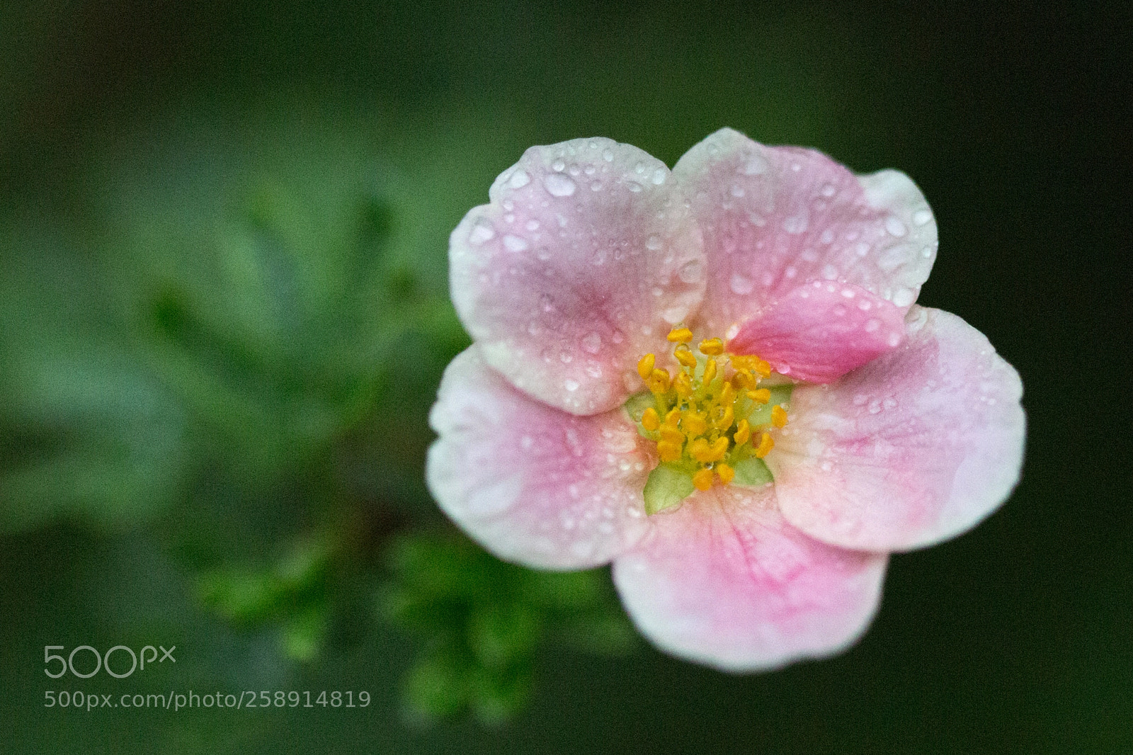 Canon EOS 700D (EOS Rebel T5i / EOS Kiss X7i) sample photo. Sous la pluie in photography