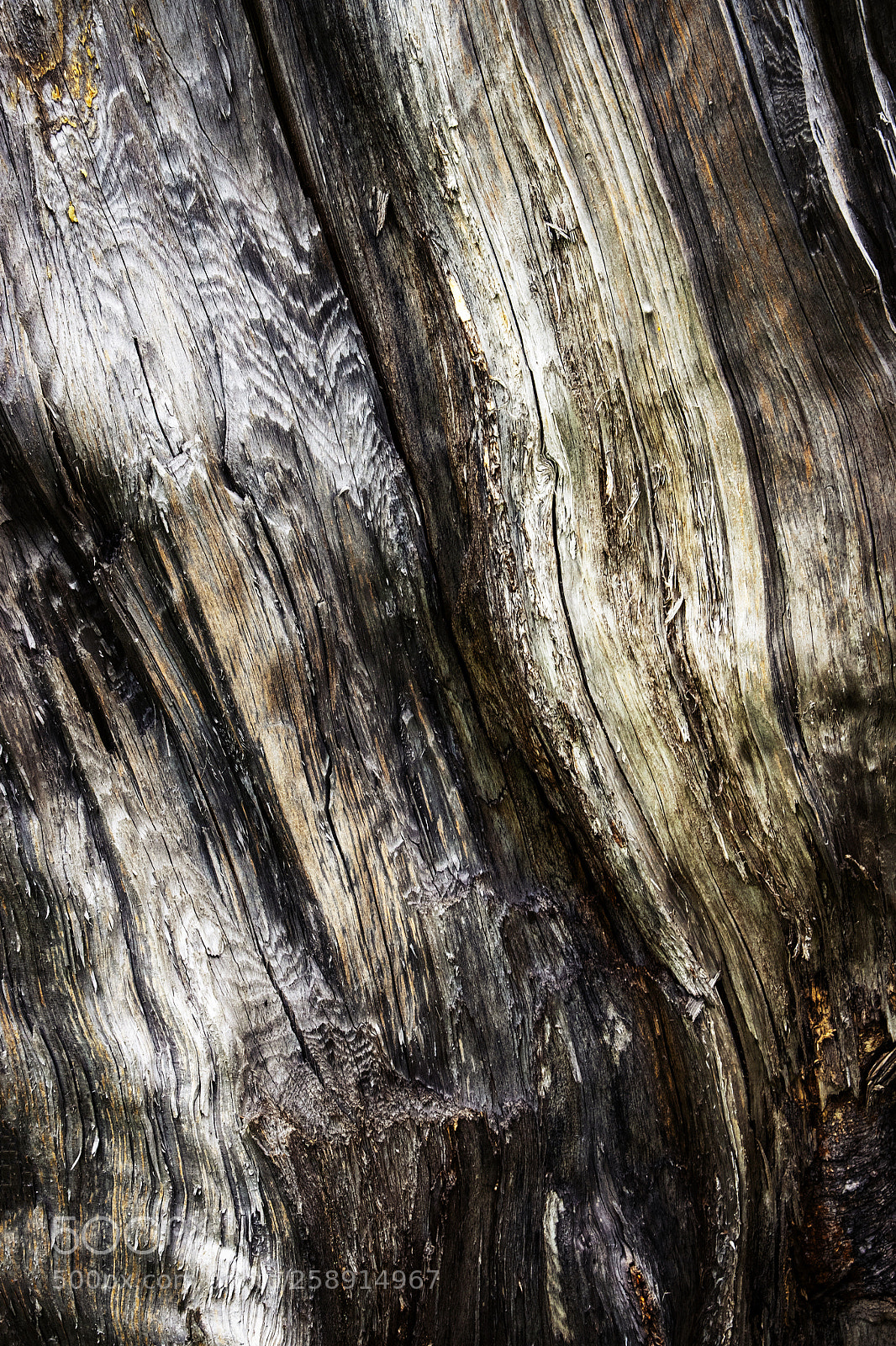 Nikon D5500 sample photo. Detail of old stale photography