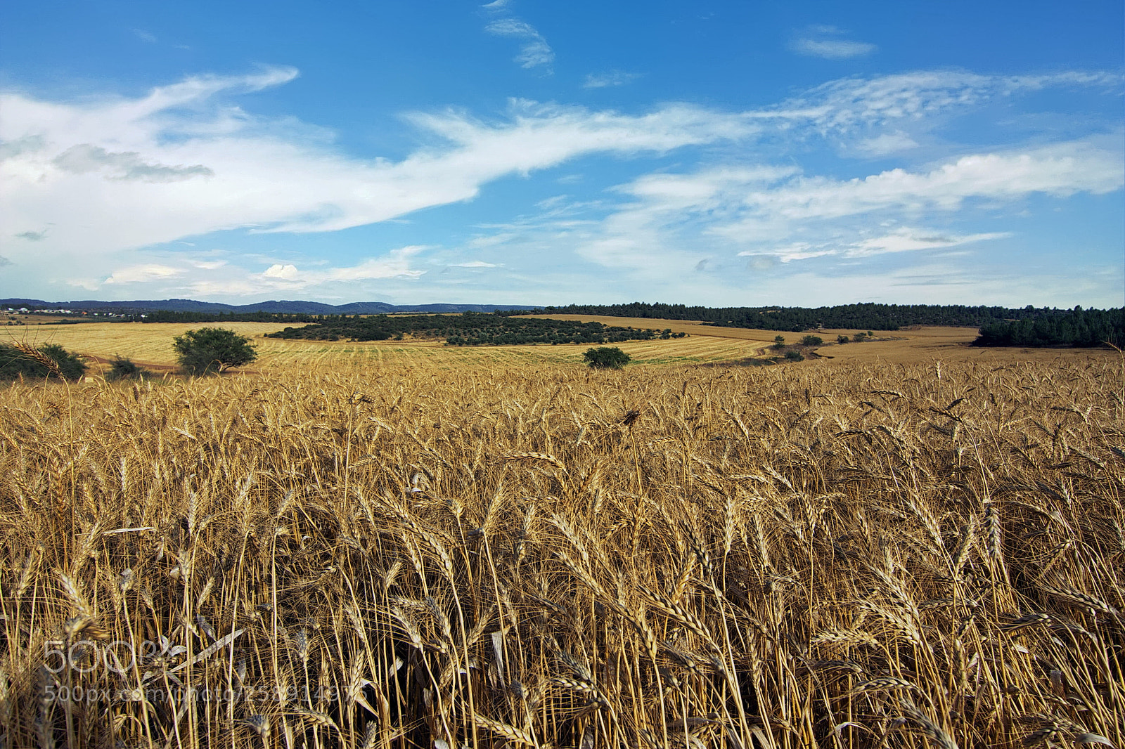Nikon D7200 sample photo. Awaiting the harvest photography