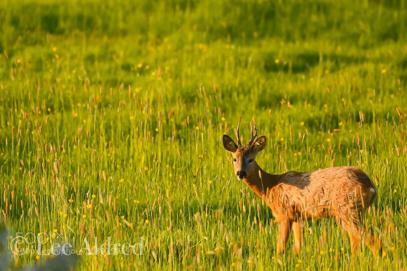 Nikon D500 sample photo. A weekend in may  photography