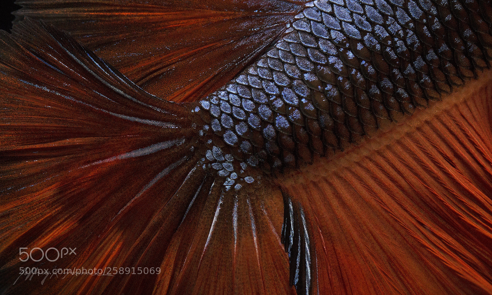 Canon EOS 70D sample photo. Veils and scales photography