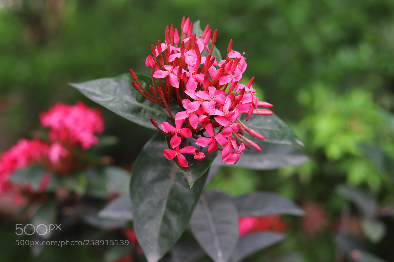 Canon EOS 200D (EOS Rebel SL2 / EOS Kiss X9) sample photo. Red rain photography