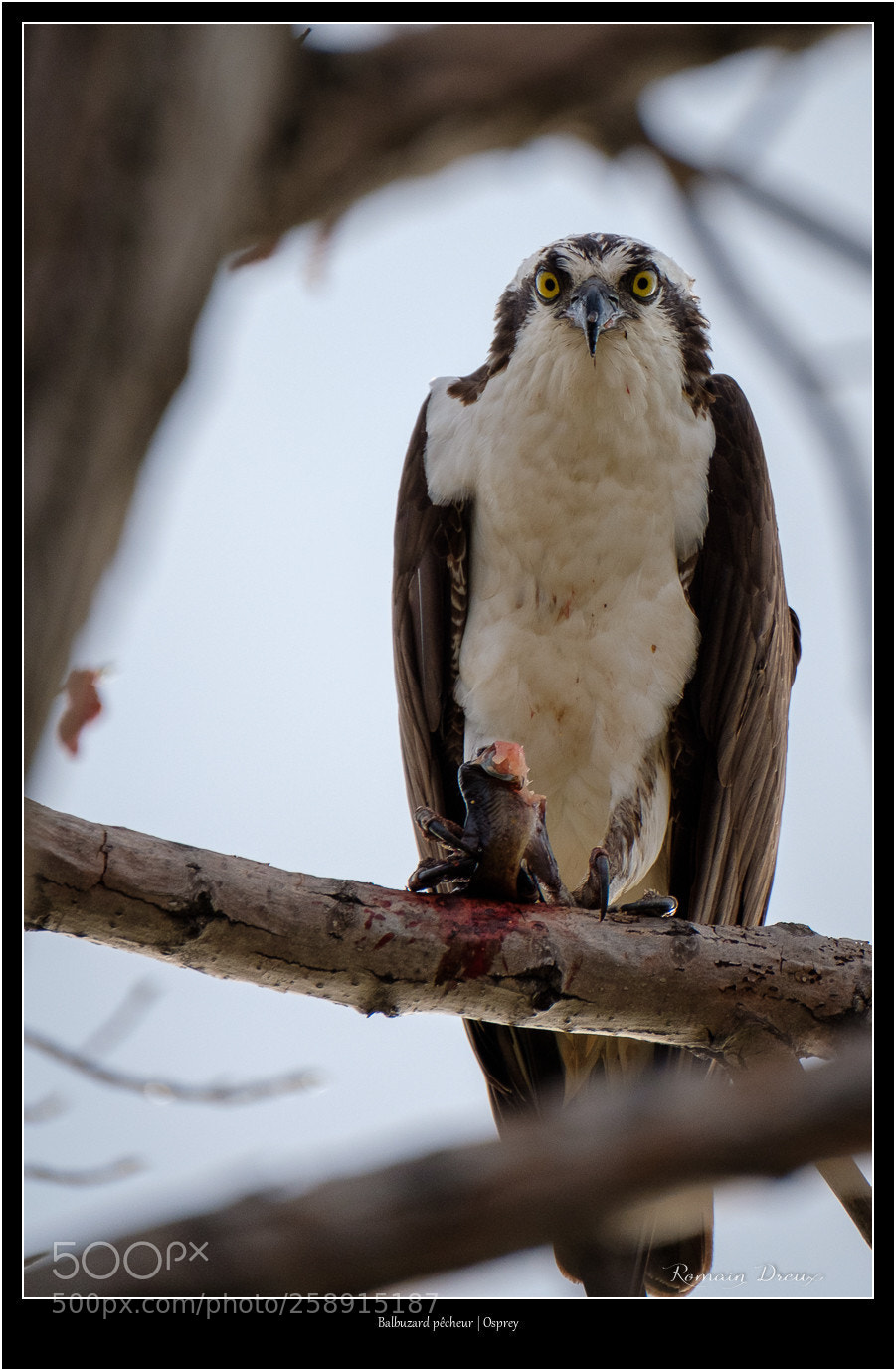 Fujifilm X-T2 sample photo. Osprey - sushi photography