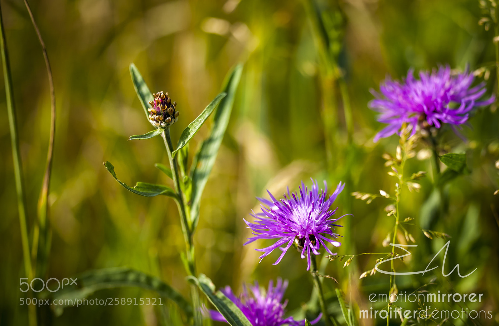 Nikon D700 sample photo. Spring flowers photography