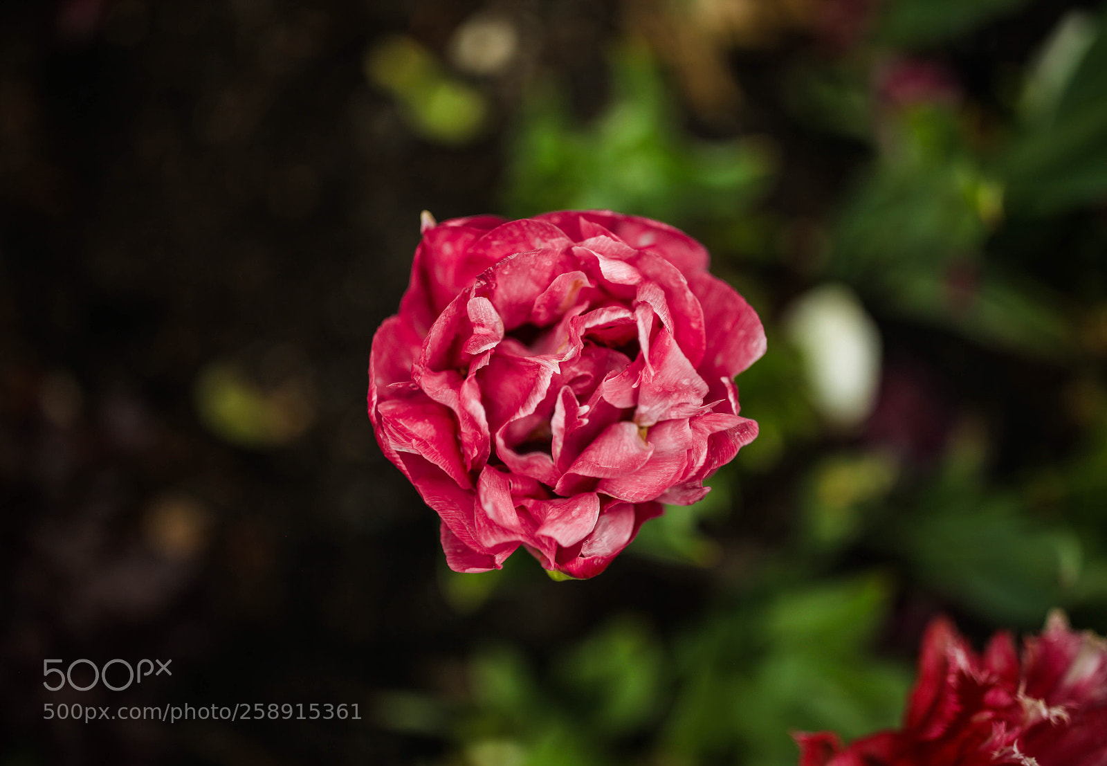 Canon EOS 5D Mark II sample photo. Untitled photography
