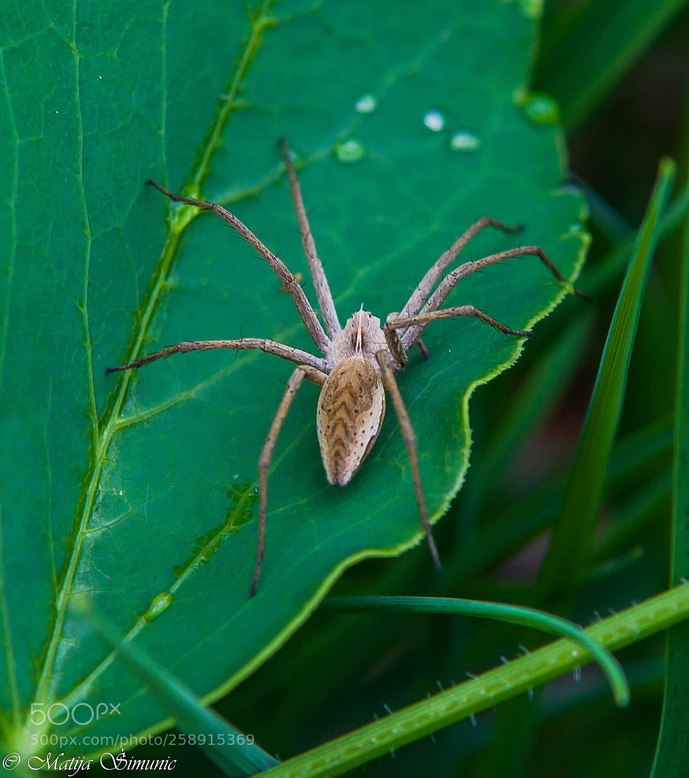 Nikon D5100 sample photo. Spider on the leaf photography