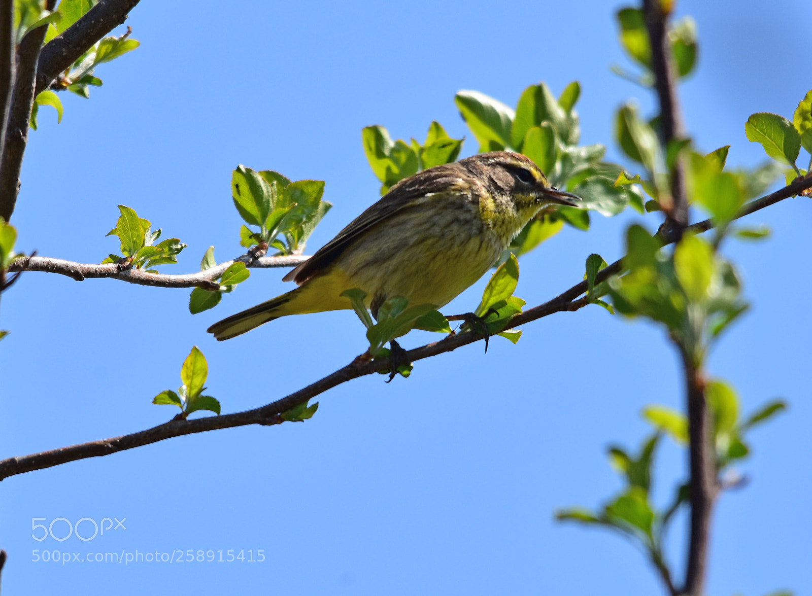 Nikon D7200 sample photo. “palm warbler” photography