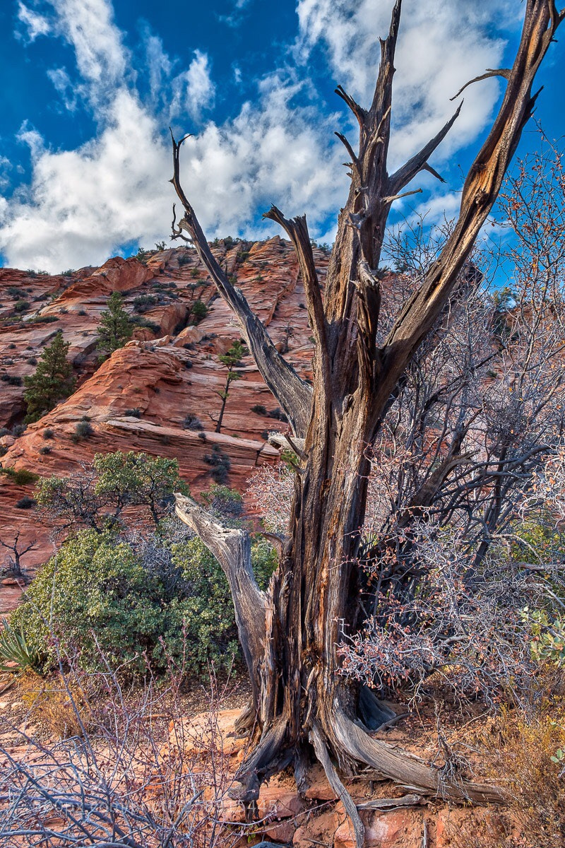 Fujifilm X-Pro2 sample photo. Skinny dead tree photography