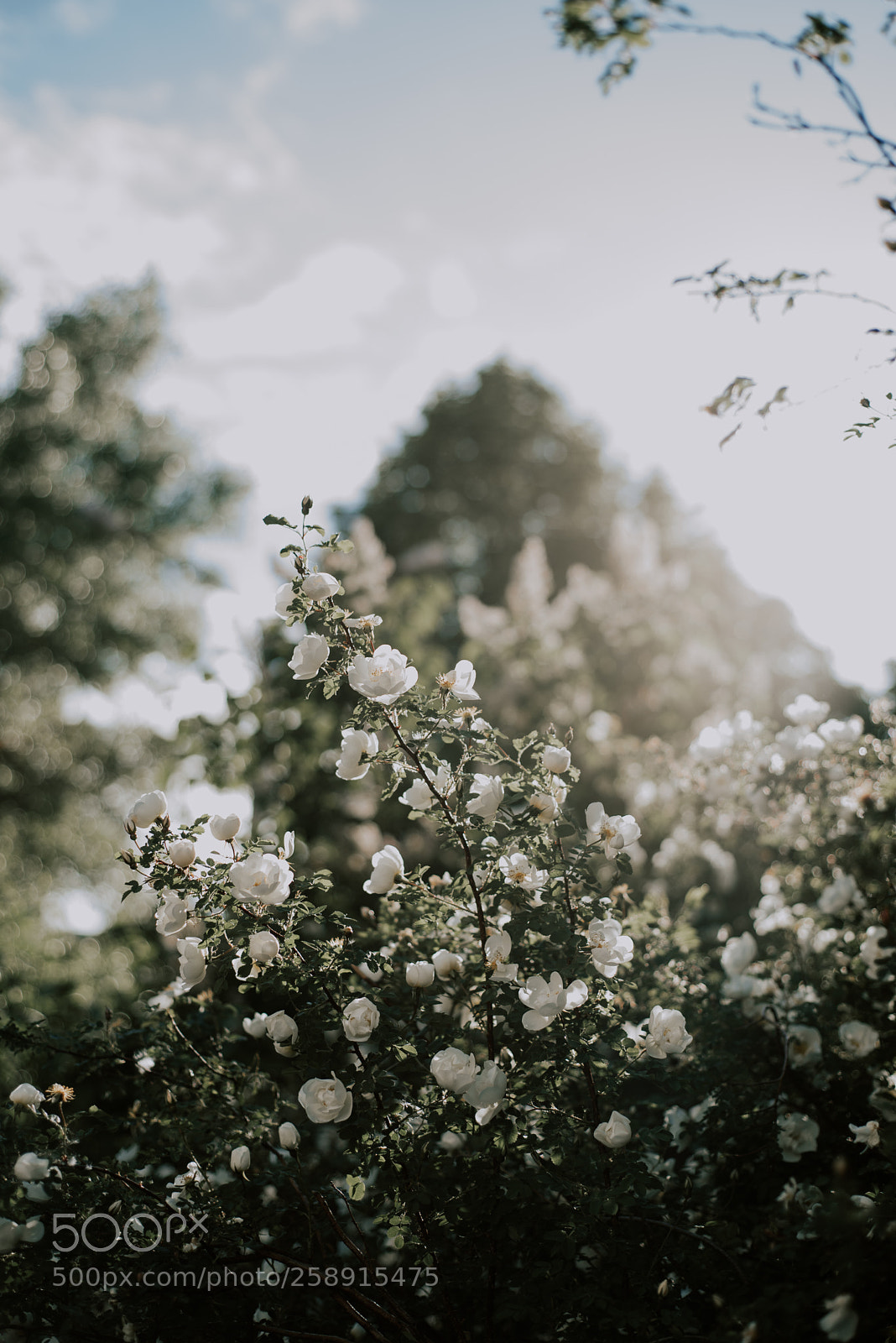 Nikon D750 sample photo. Нежность) photography