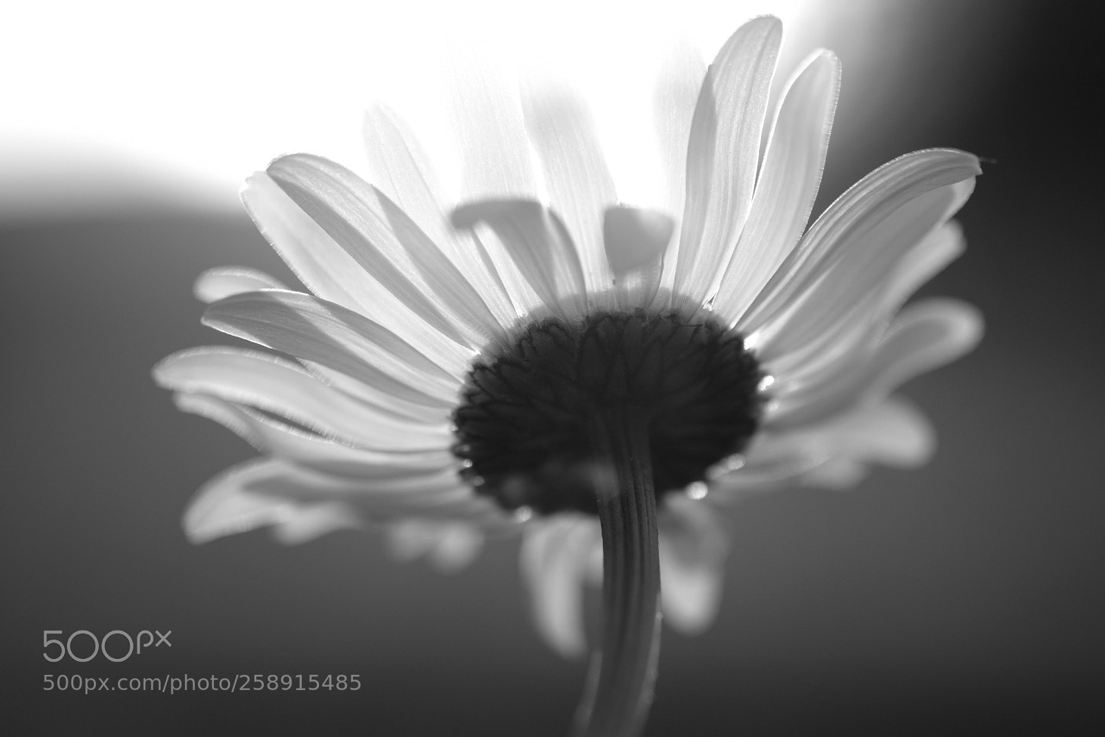 Fujifilm X-E3 sample photo. Sunny photography