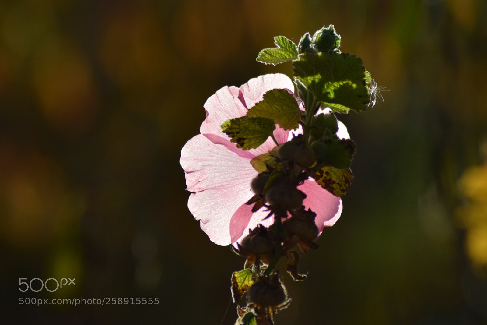 Nikon D5300 sample photo. Flor al atardecer photography