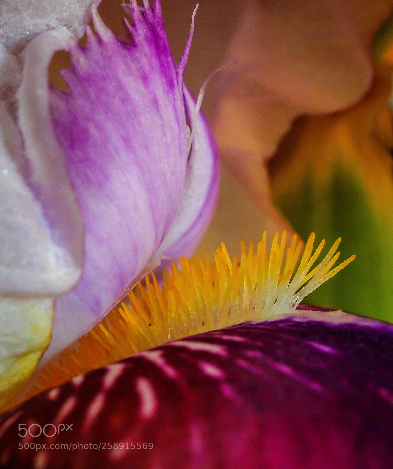 Olympus OM-D E-M5 sample photo. Iris, photography