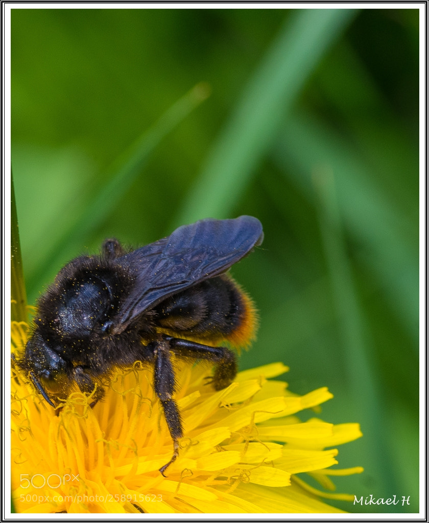 Pentax K-S2 sample photo. Humla photography