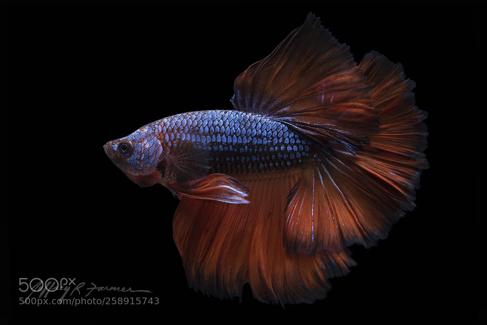 Canon EOS 70D sample photo. Betta portrait* photography