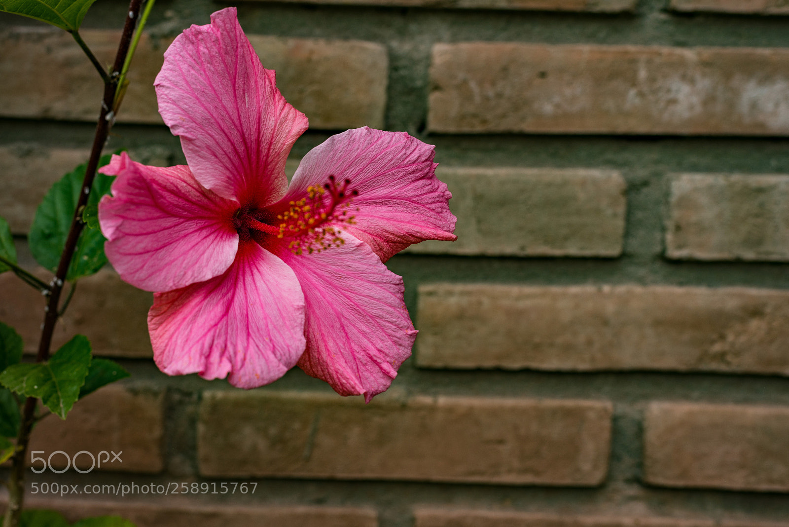 Nikon D750 sample photo. Airbnb flowers photography