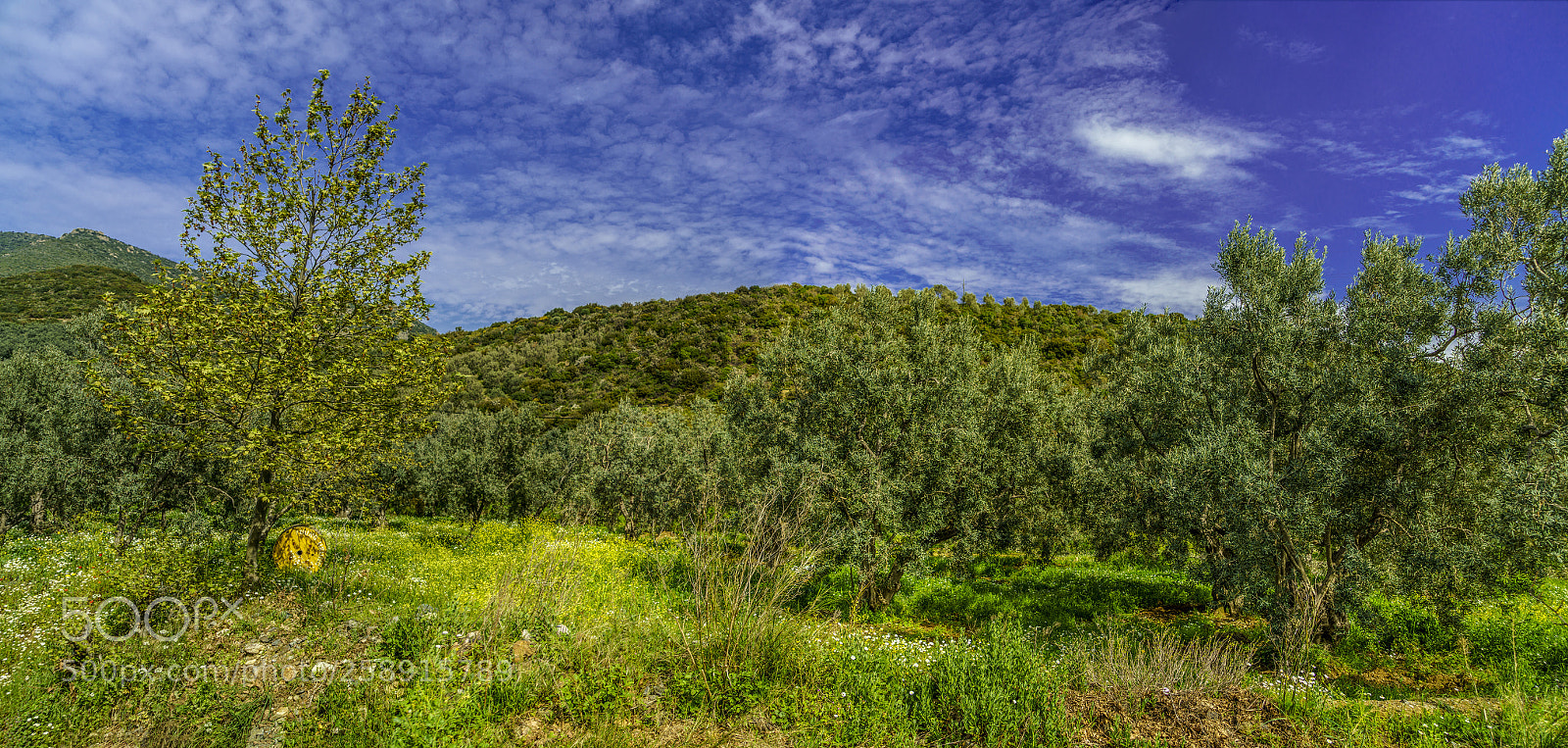 Sony a7R II sample photo. The beauty of spring... photography