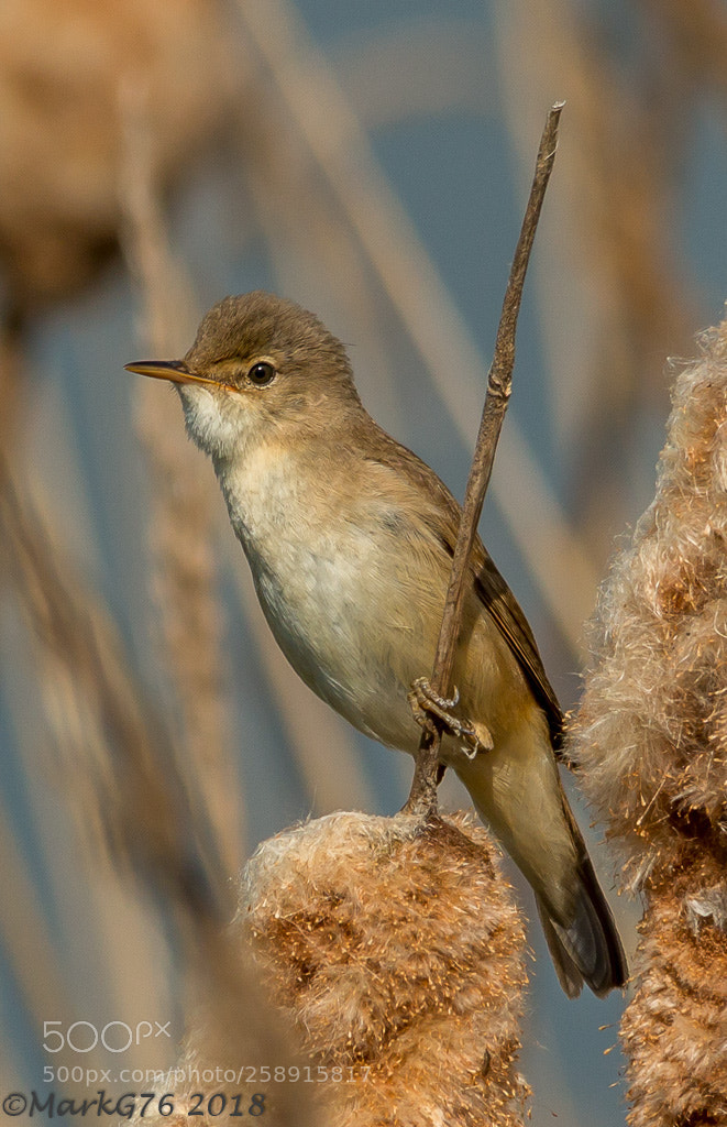 Canon EOS 70D sample photo. Reed warbler photography