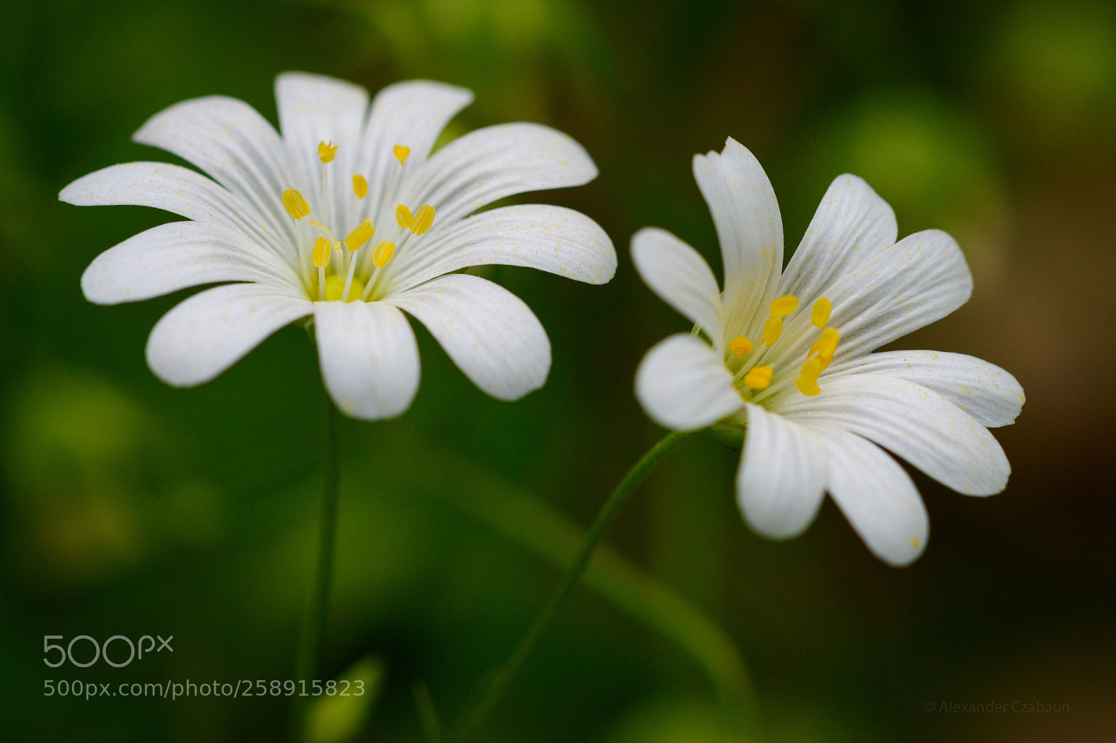 Nikon D5500 sample photo. Stitchwort photography