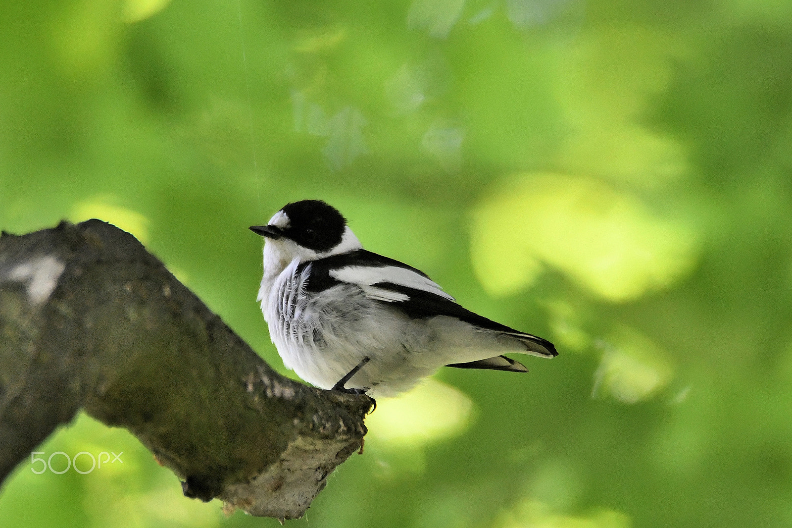 Nikon D500 sample photo. Collared flycatcher (ficedula albicollis) photography