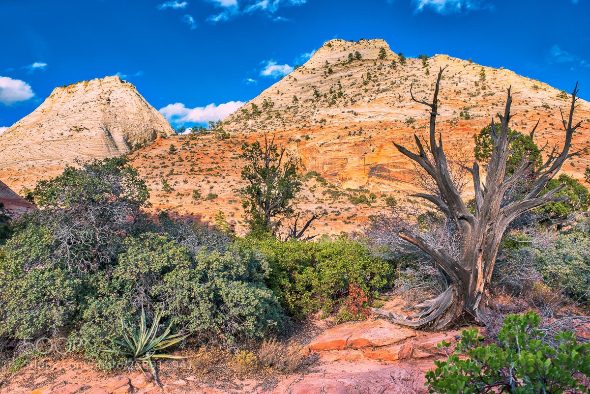 Fujifilm X-Pro2 sample photo. Dead tree and mountain  photography