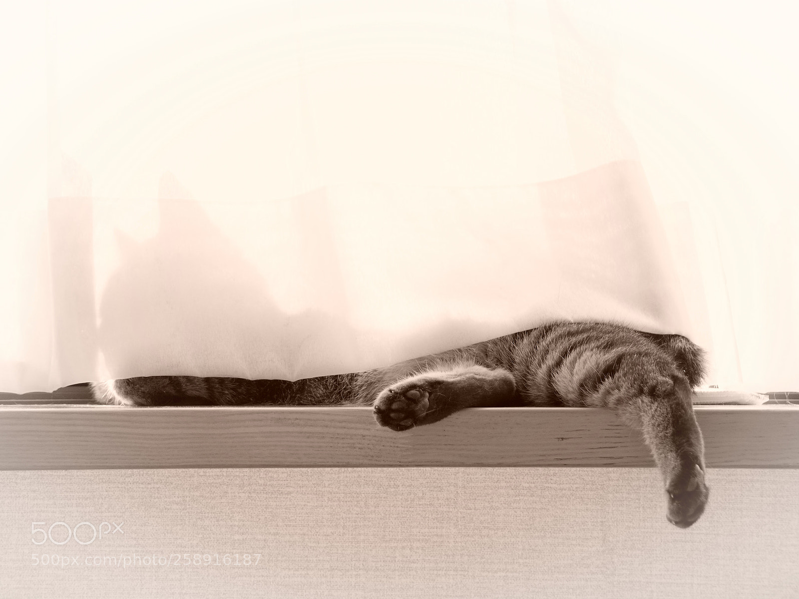 Olympus PEN-F sample photo. At the window photography