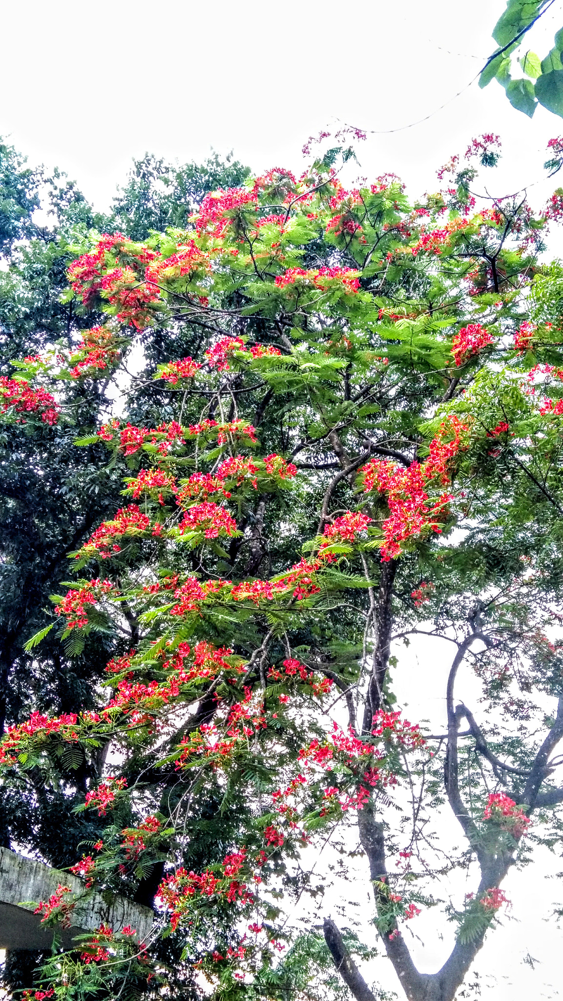 Lenovo K6 NOTE sample photo. Tree photography