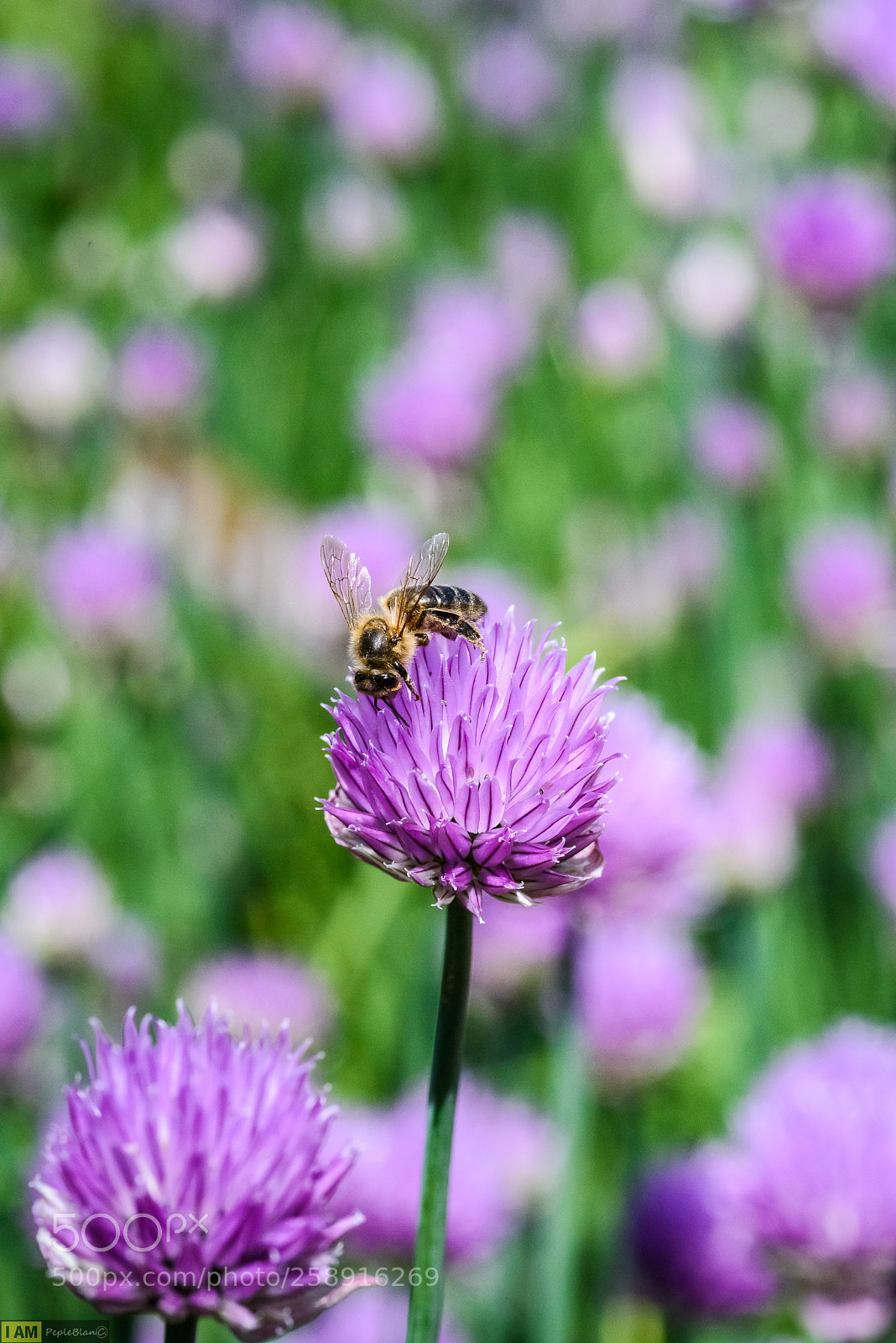 Nikon D750 sample photo. Purple flowers photography