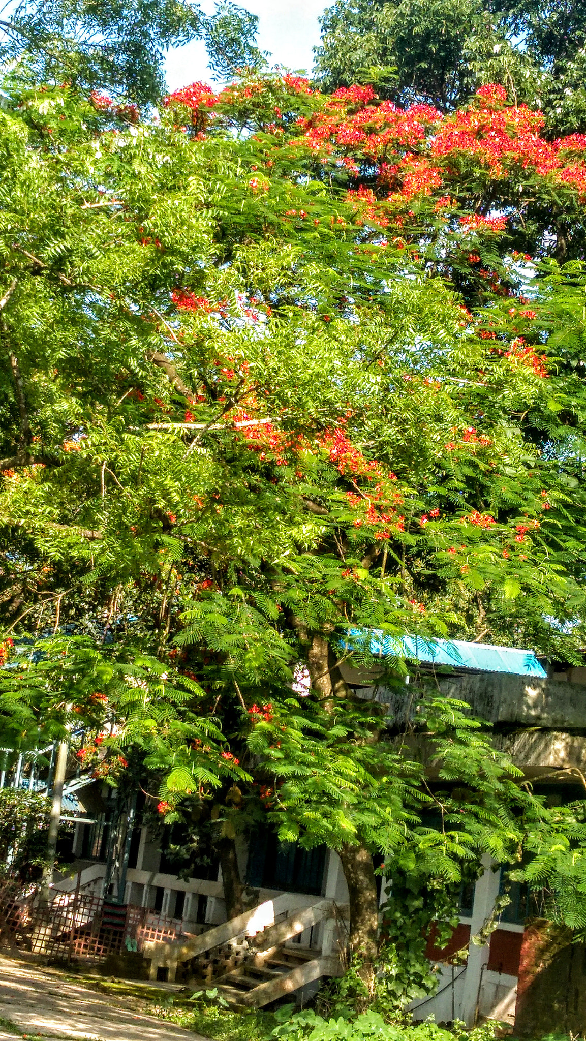 Lenovo K6 NOTE sample photo. Tree photography