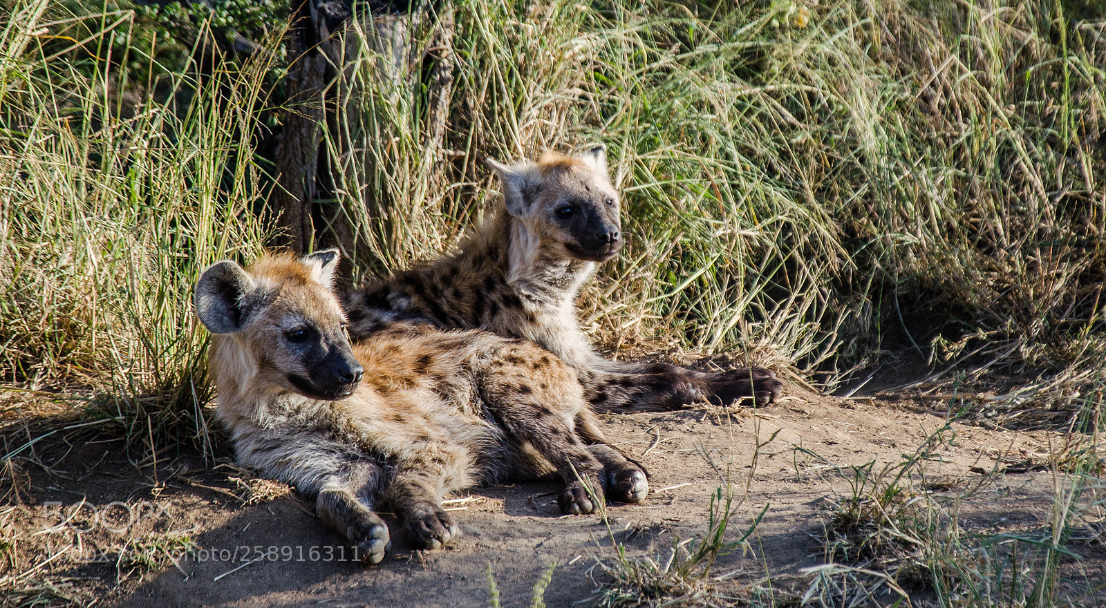 Nikon D5100 sample photo. Hyena cubs i photography