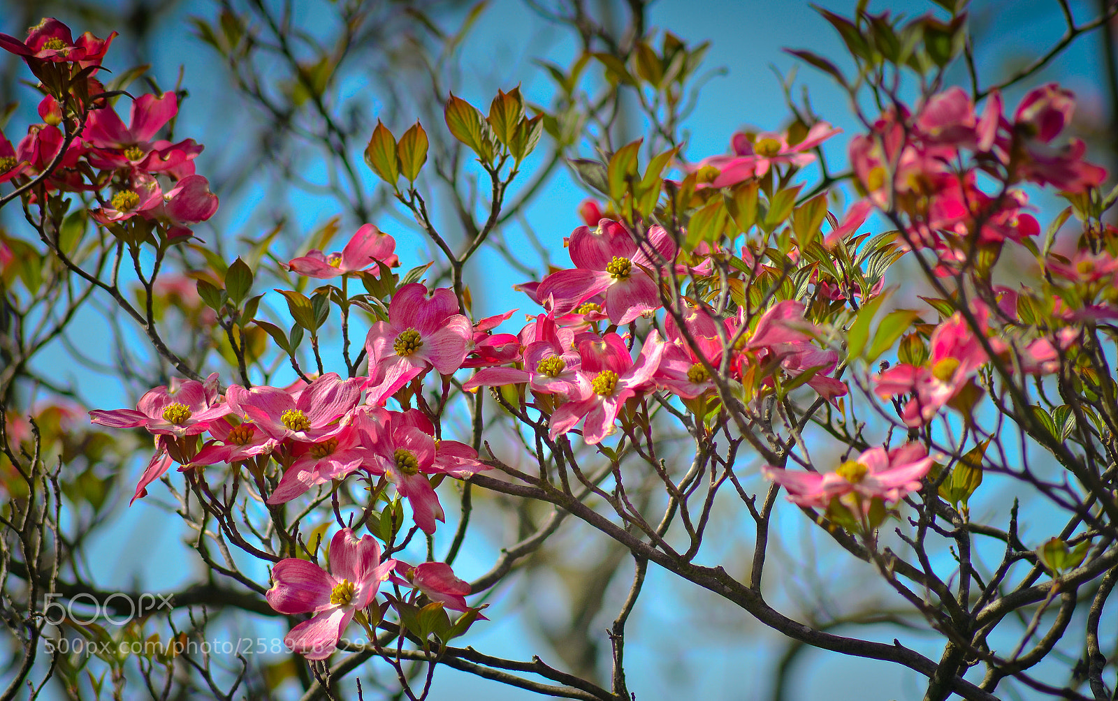 Nikon D7000 sample photo. Project one mile photography